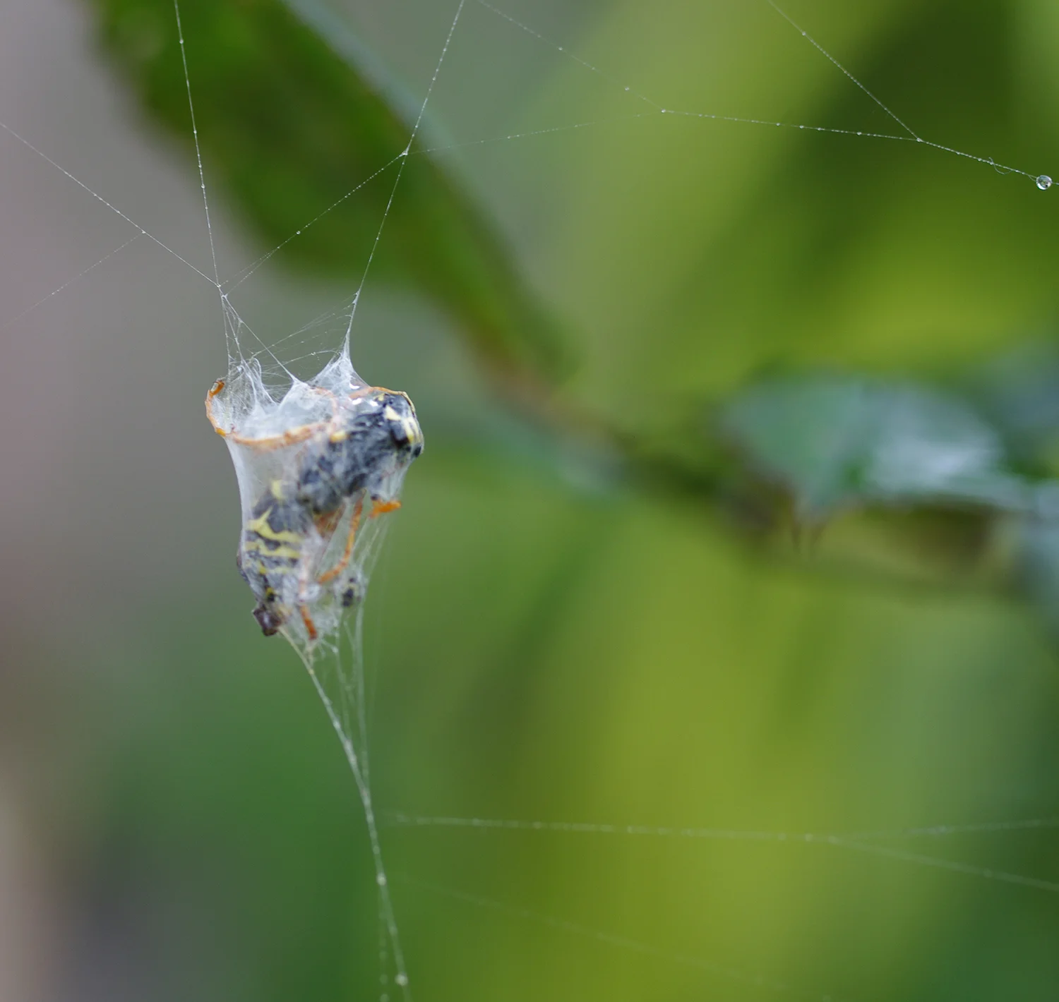 wasp and web.jpg
