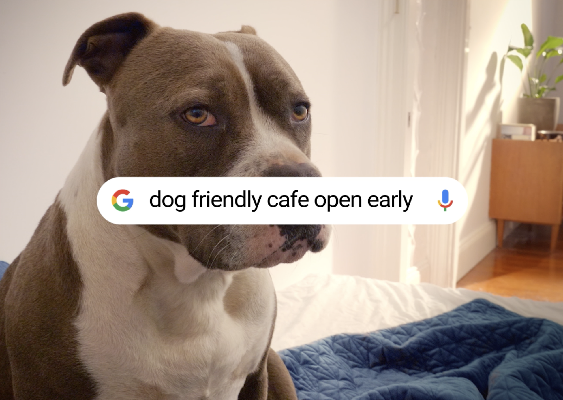 MultiApp_Mornings