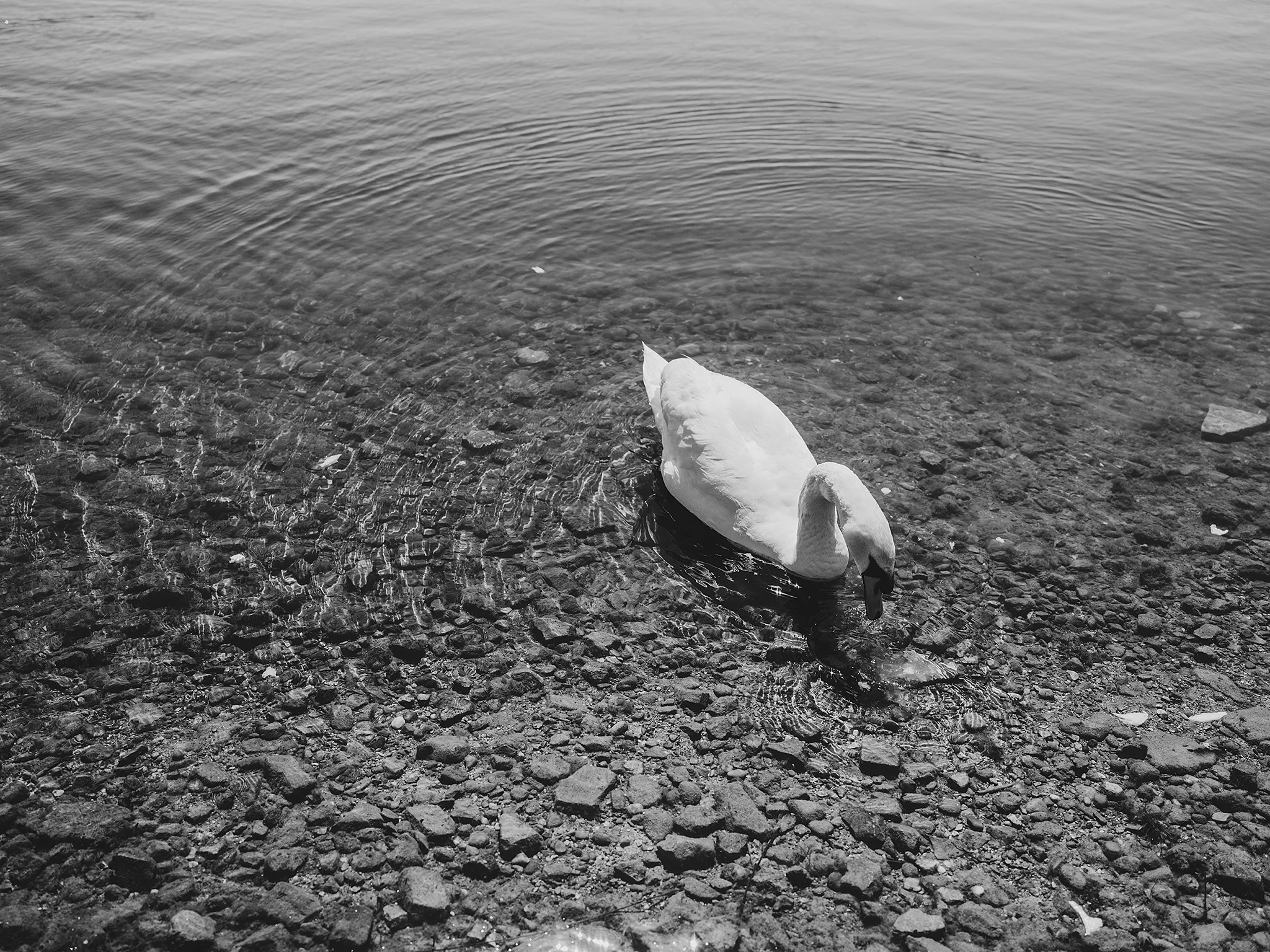zoeblackandwhite-124.jpg