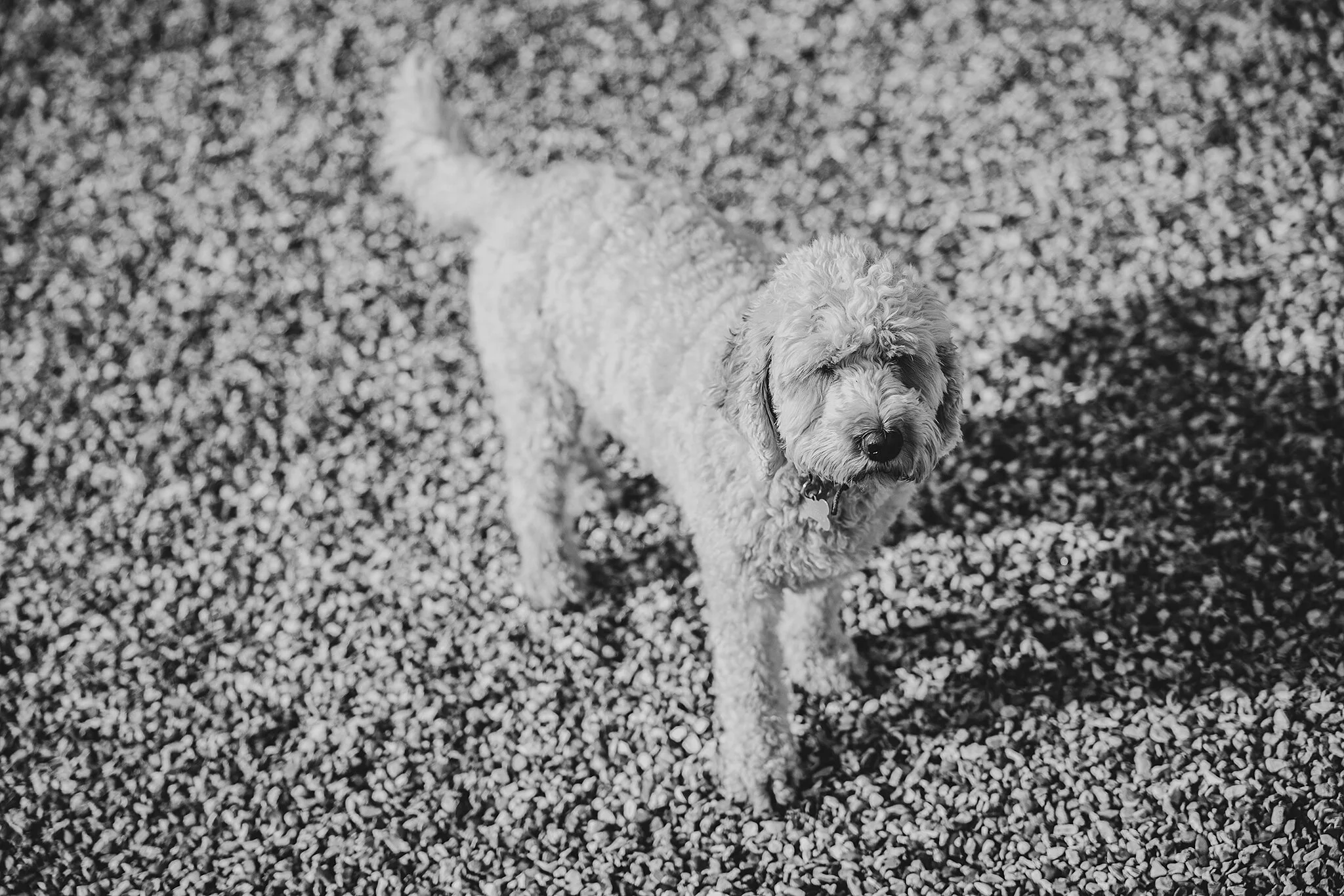 black (35 of 116).jpg