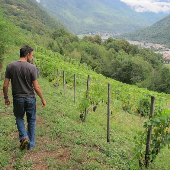 Peron_vineyard.jpg