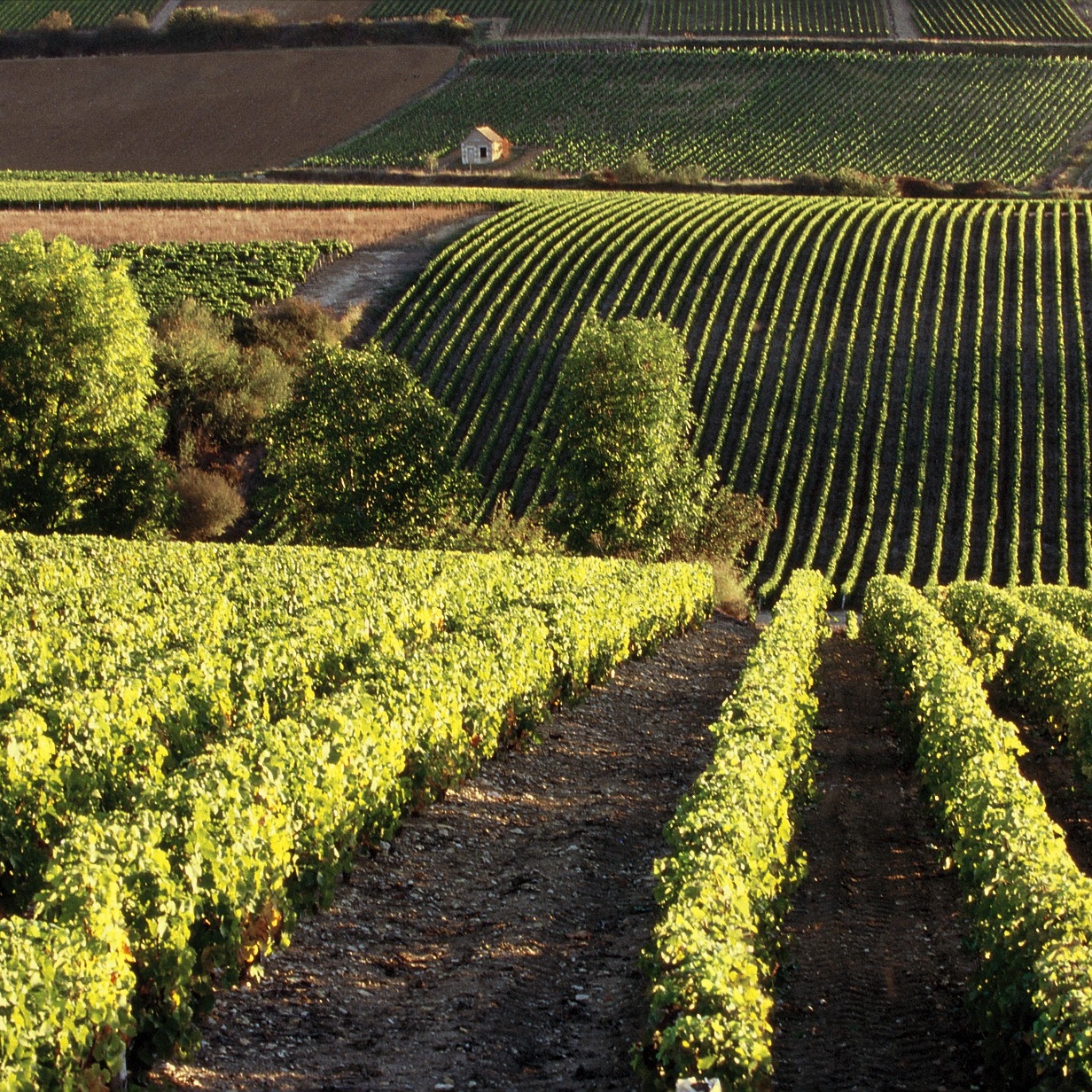 CAVES DE POUILLY SUR LOIRE