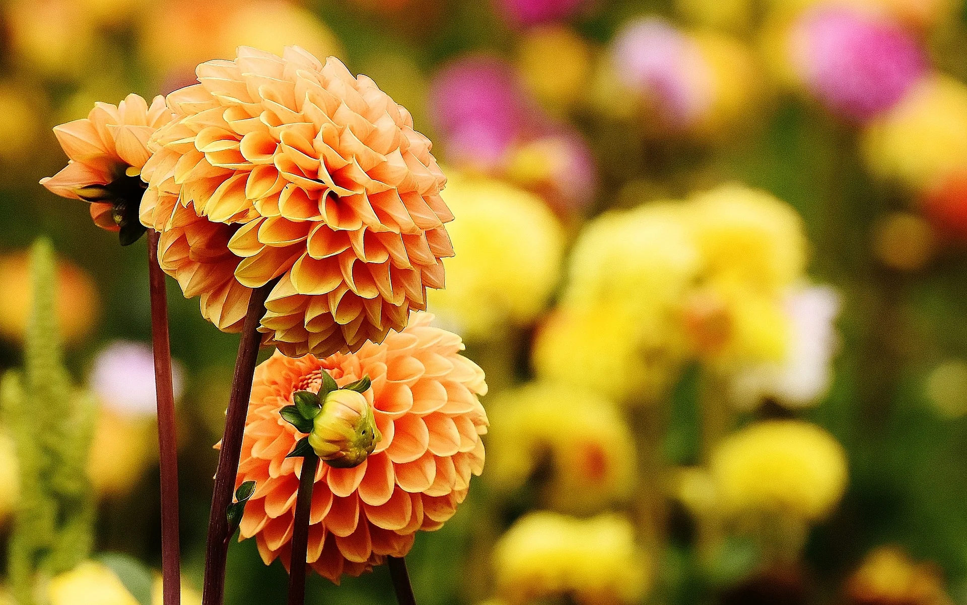 dahlia-1643808_1920.jpg