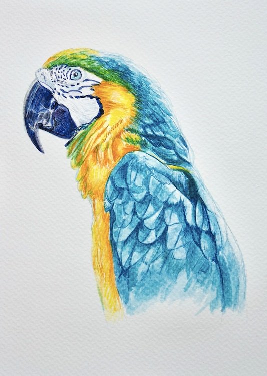 Blue and Gold Macaw