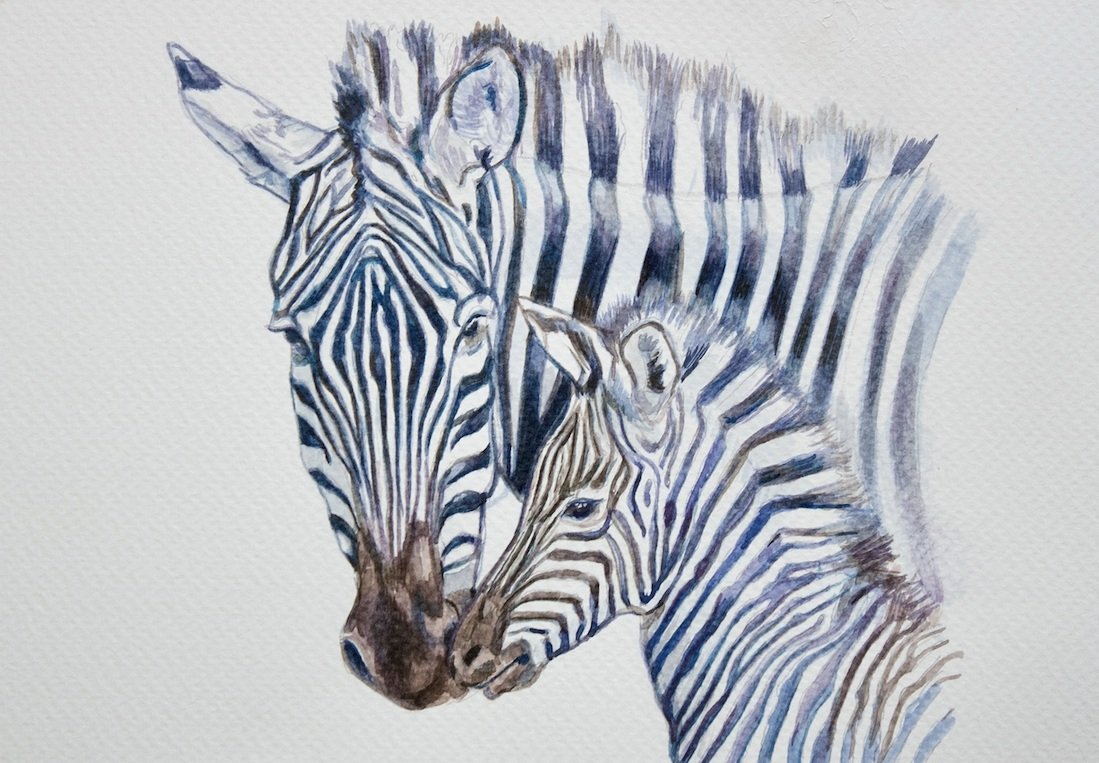 Mother &amp; Baby Zebra