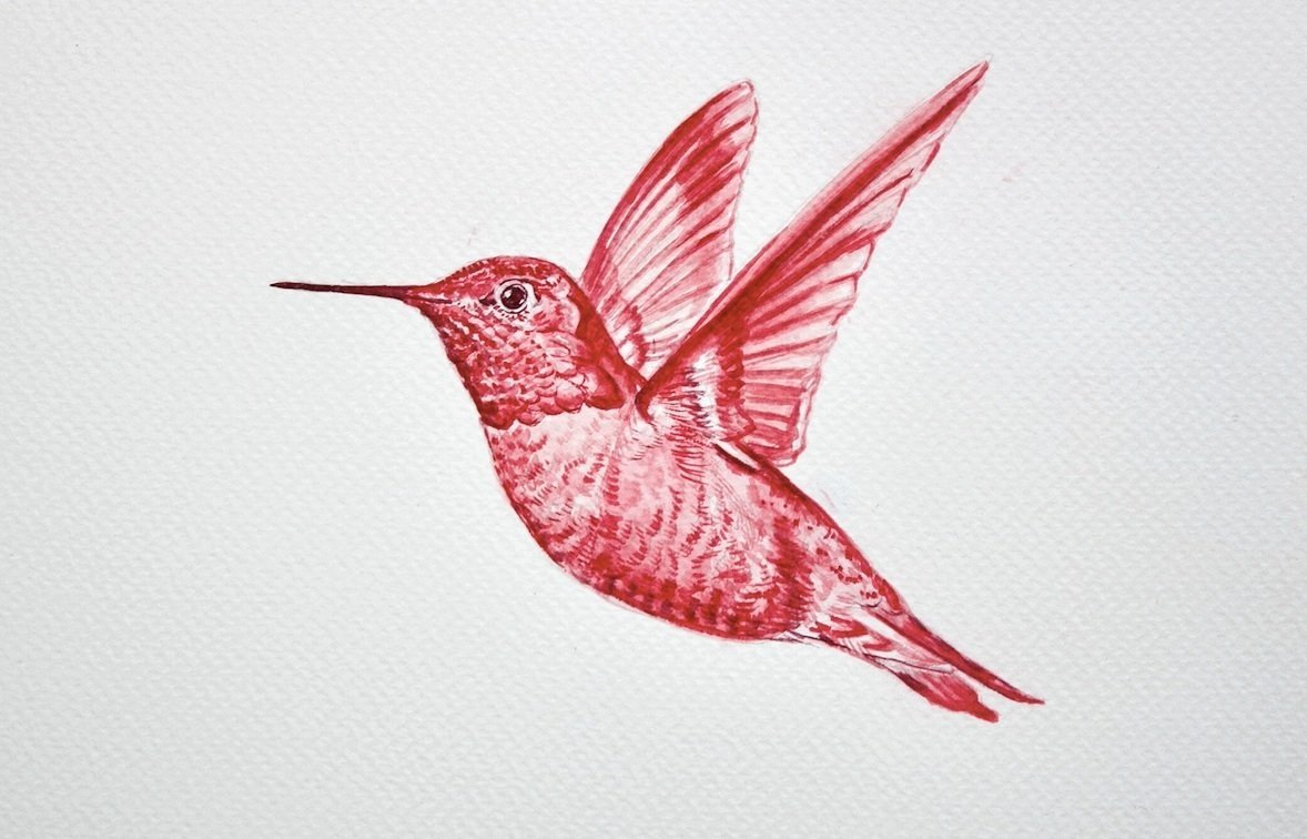 Pink Hummingbird