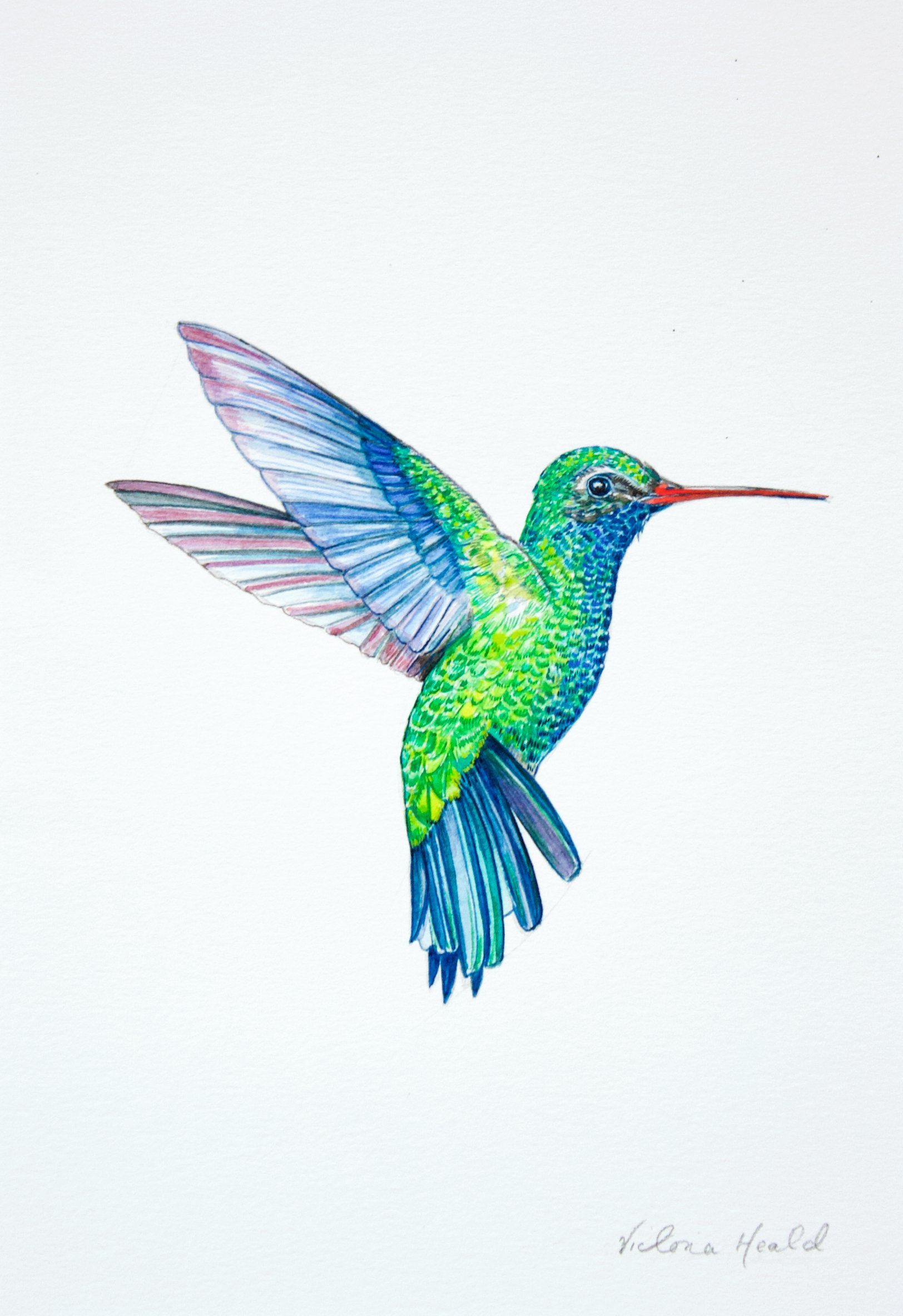 Hummingbird