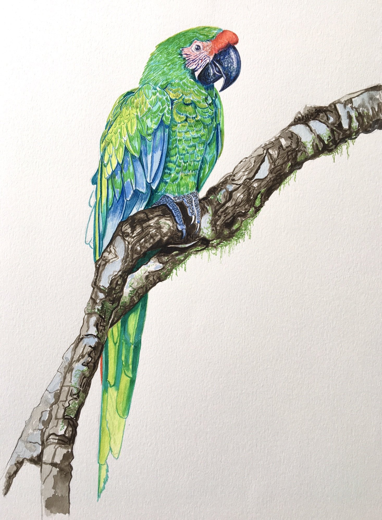 Great Green Macaw on Branch