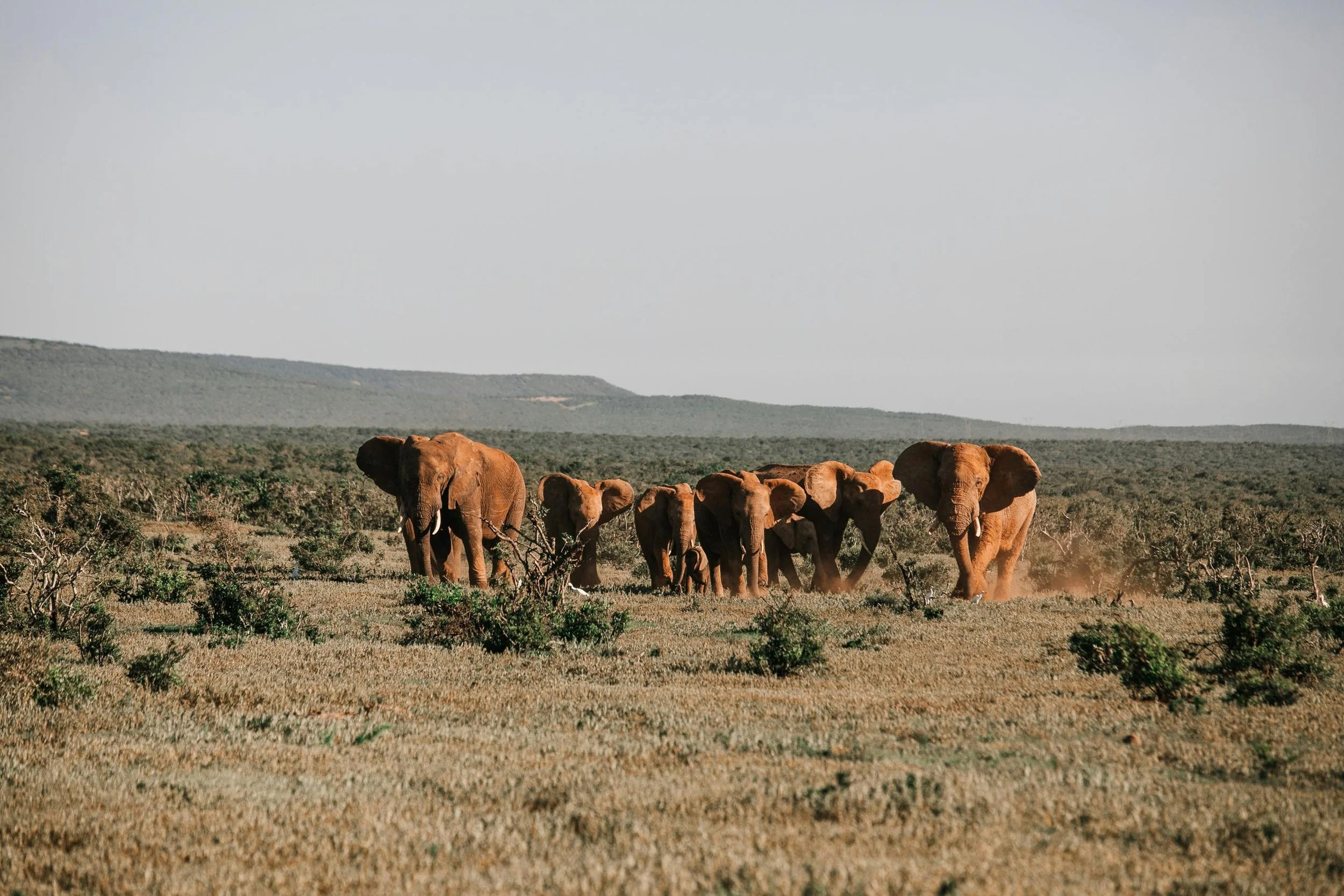 Elephant in the wilds