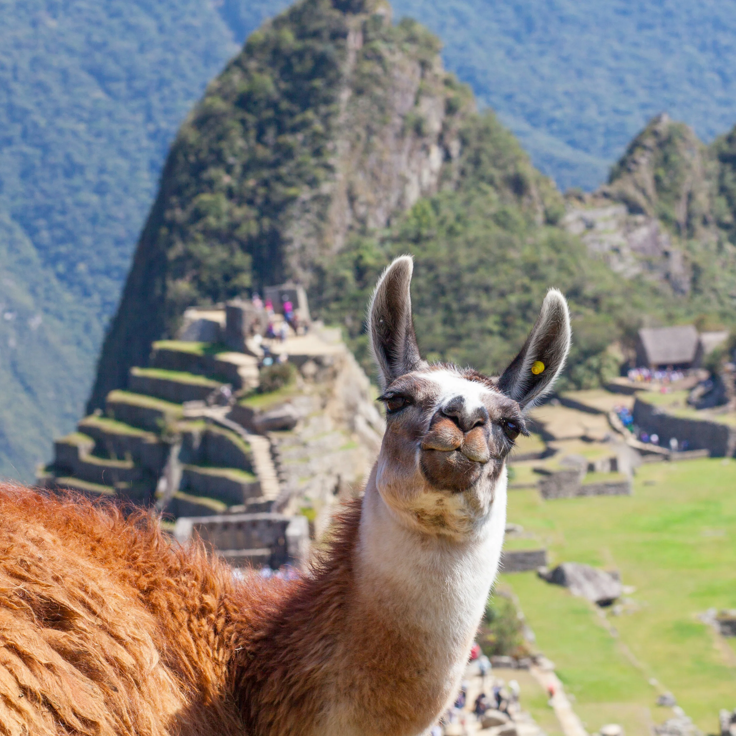 Llama_SQUARE.jpg