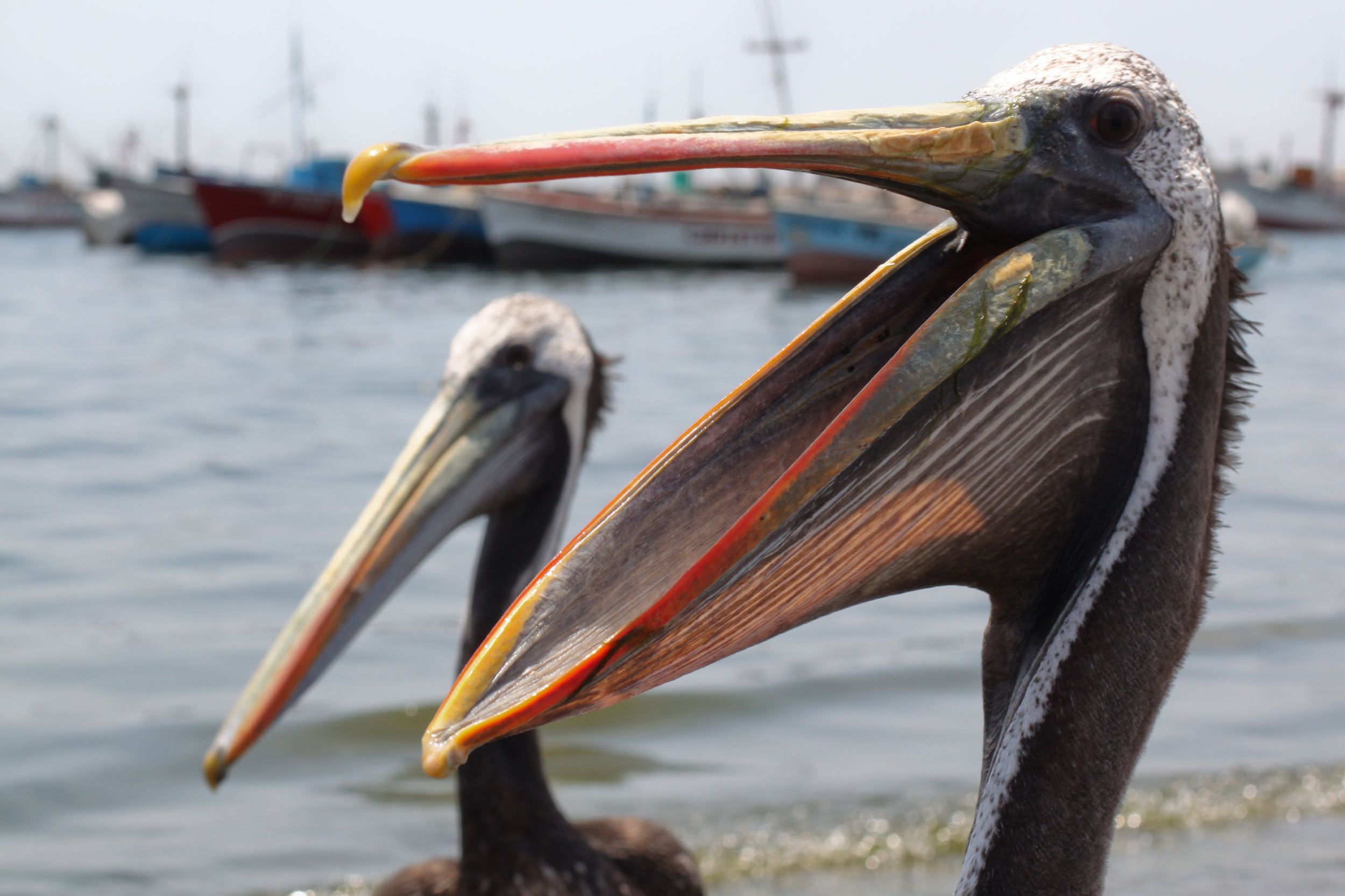 Pelicans_Two_Mouth_open_paracas.jpg