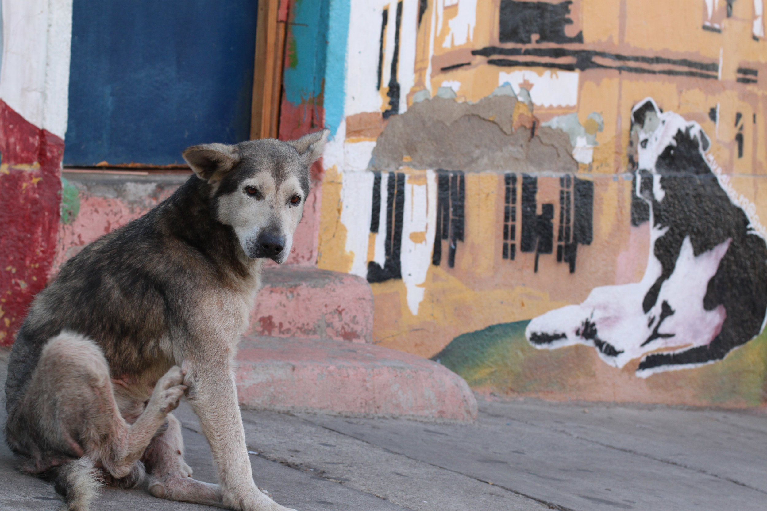 Dogs and art in Valparaiso, Chile.