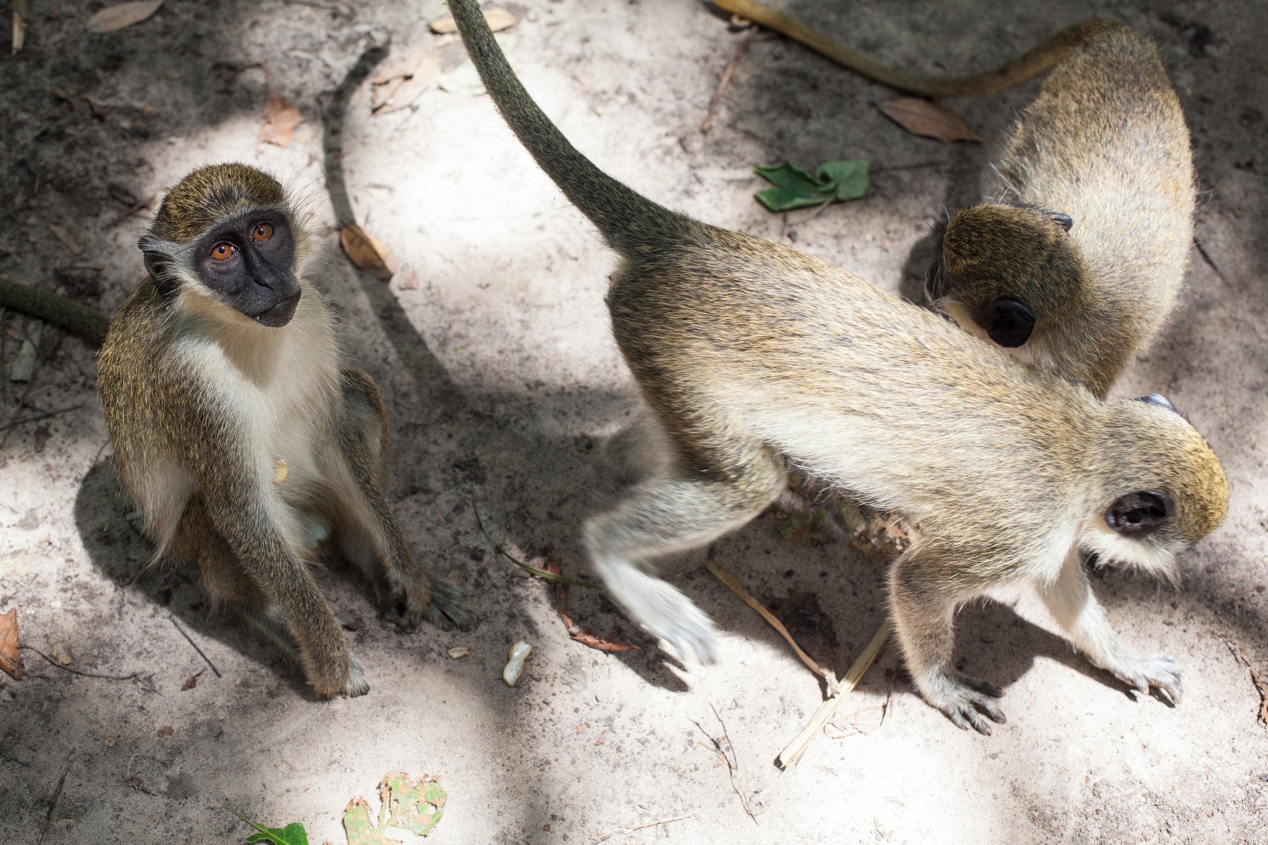 Monkey Love, Bijilo Forest Park, The Gambia