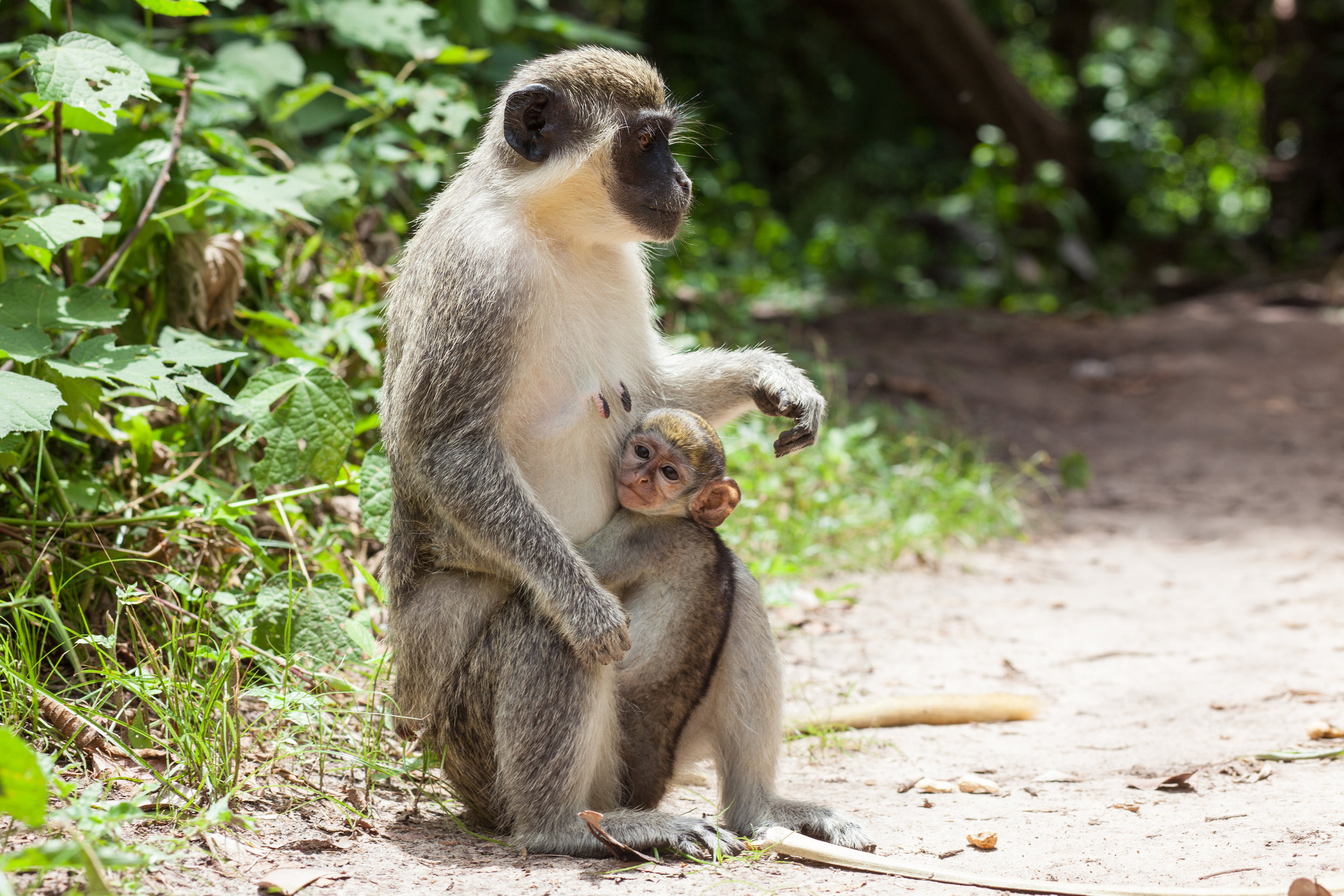 Wildlife in Gambia.