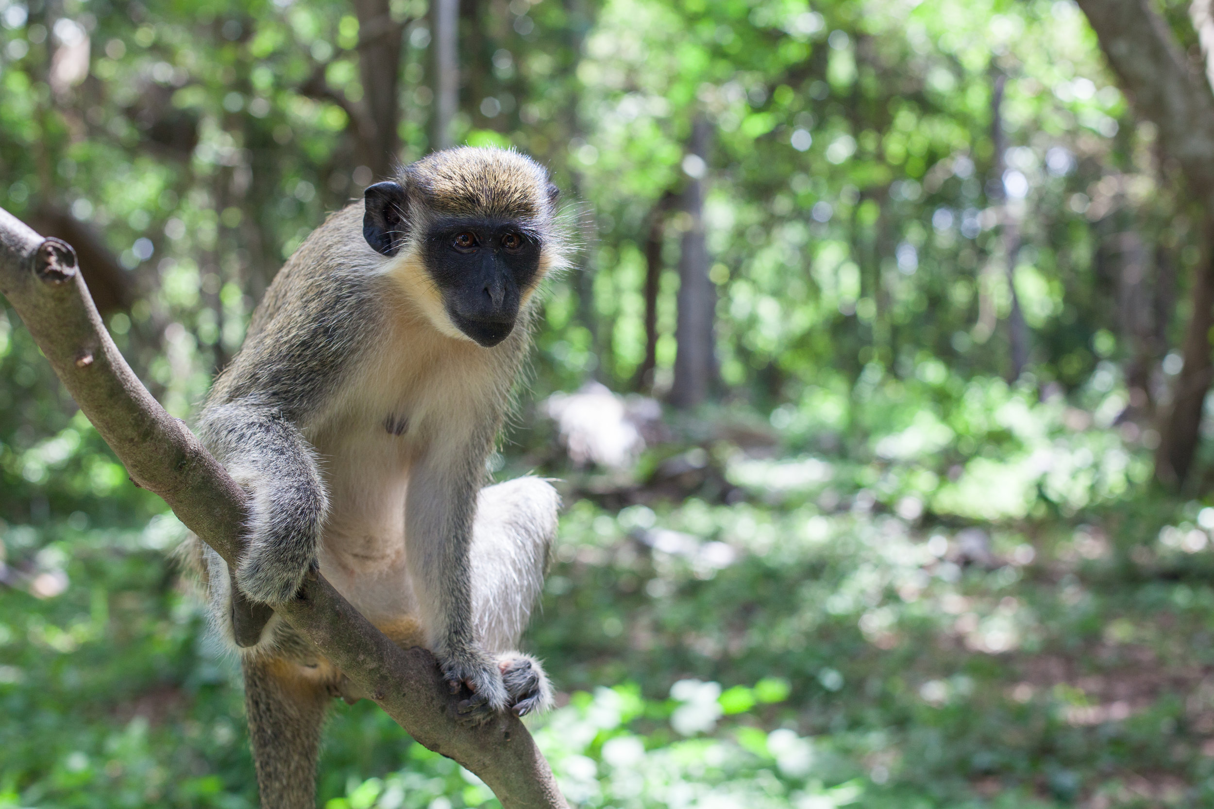 Visit Gambia.