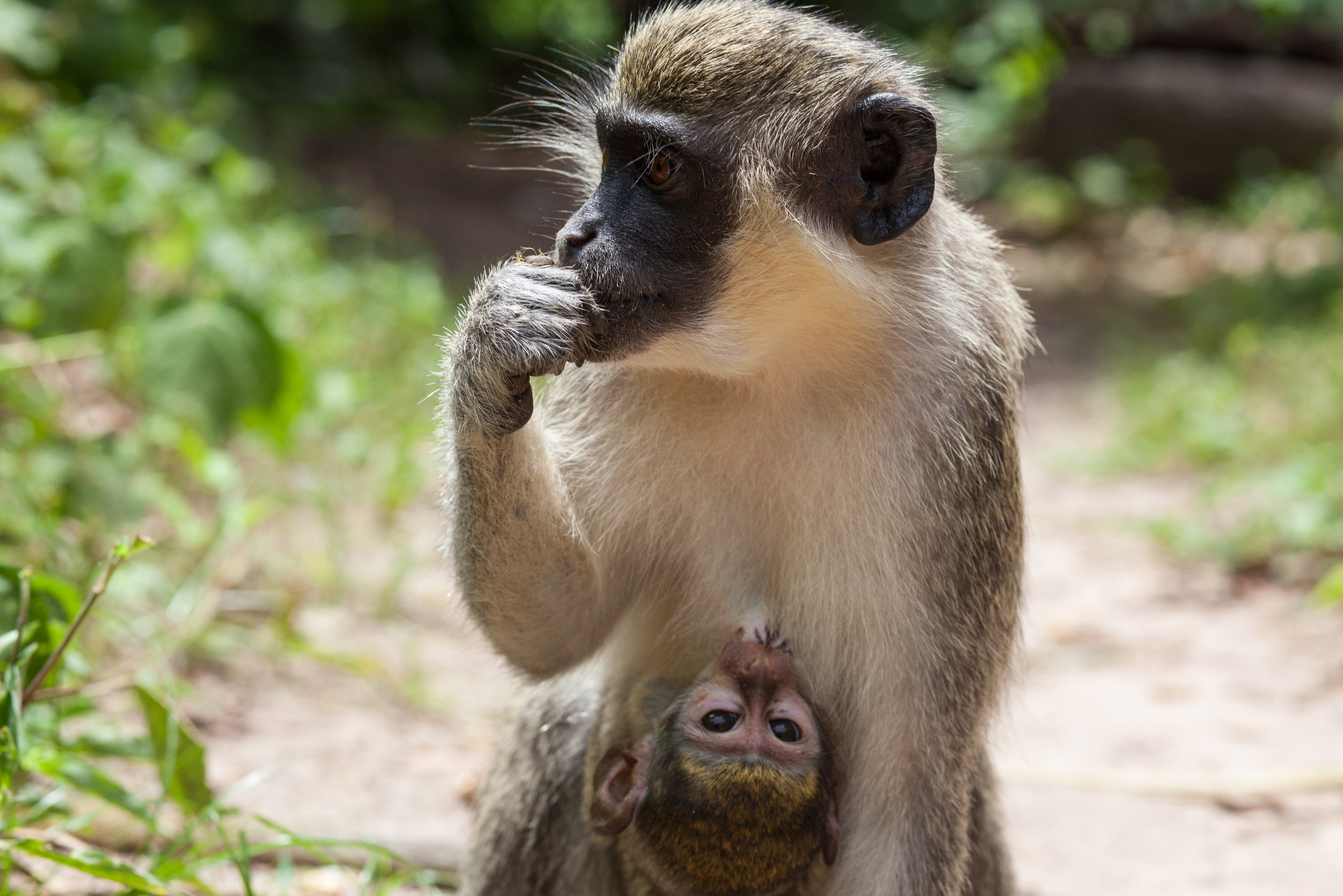 Travel photography in Africa by Geraint Rowland.