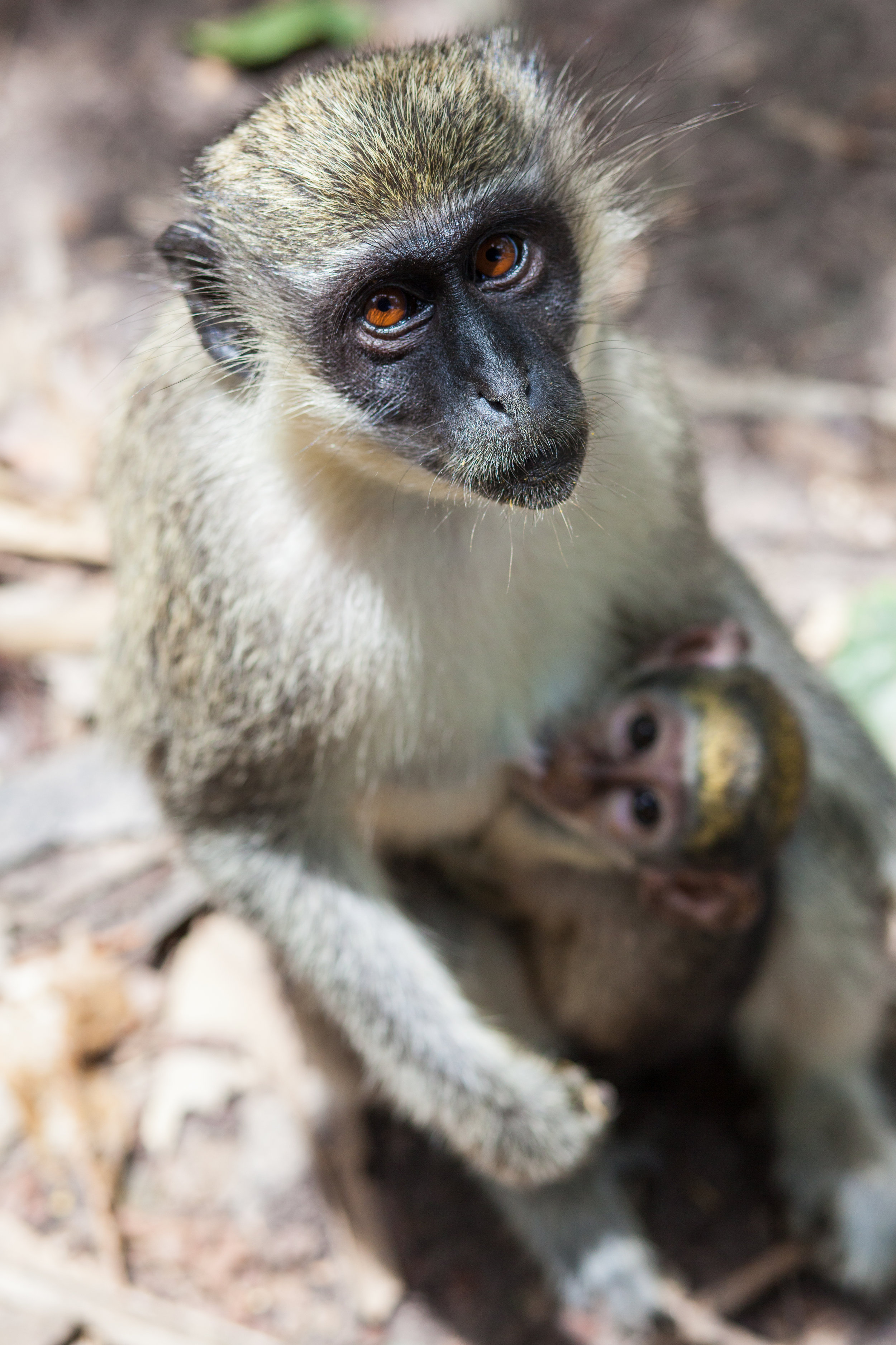 Monkey_Forest_07.jpg