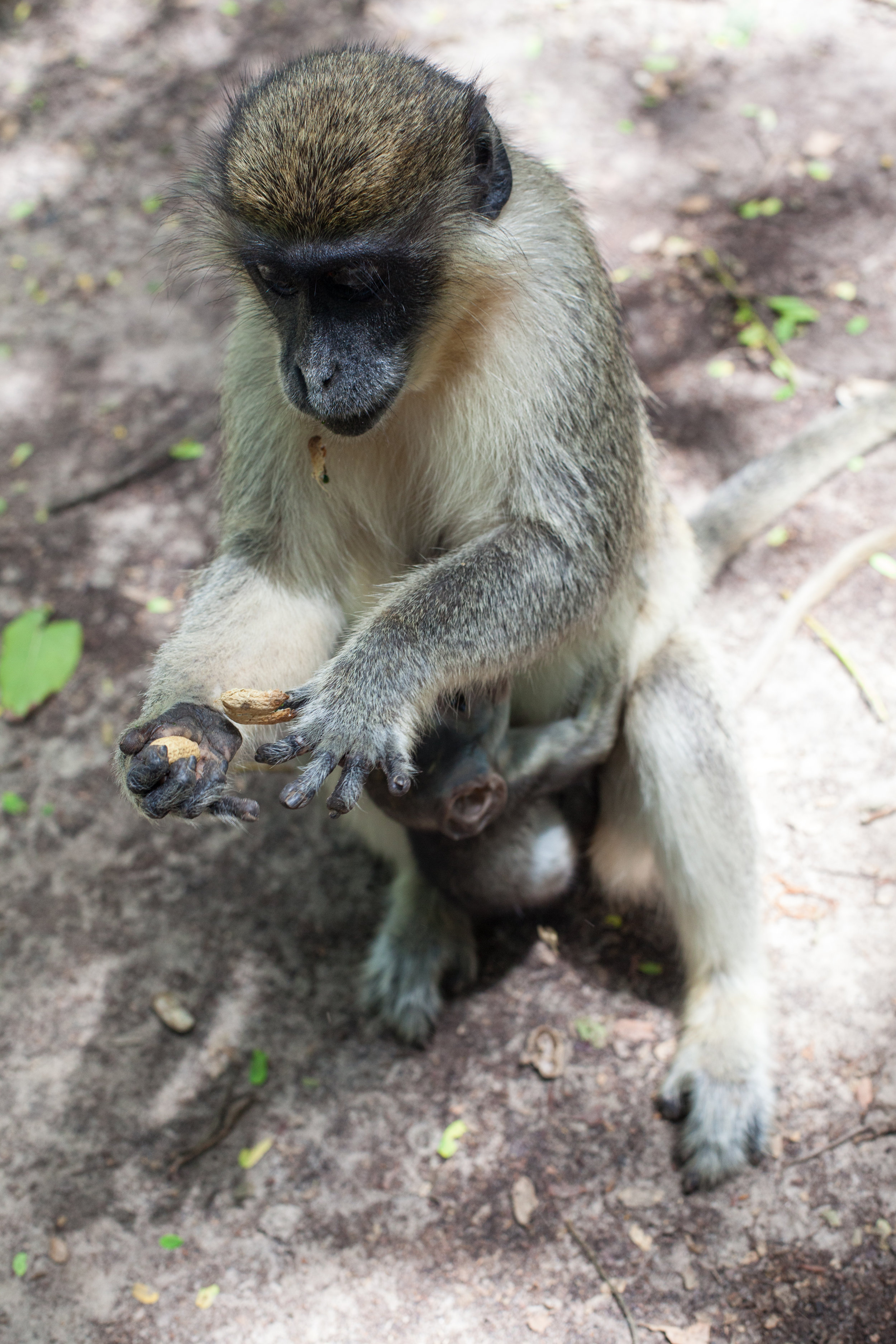 Monkey_Forest_56.jpg