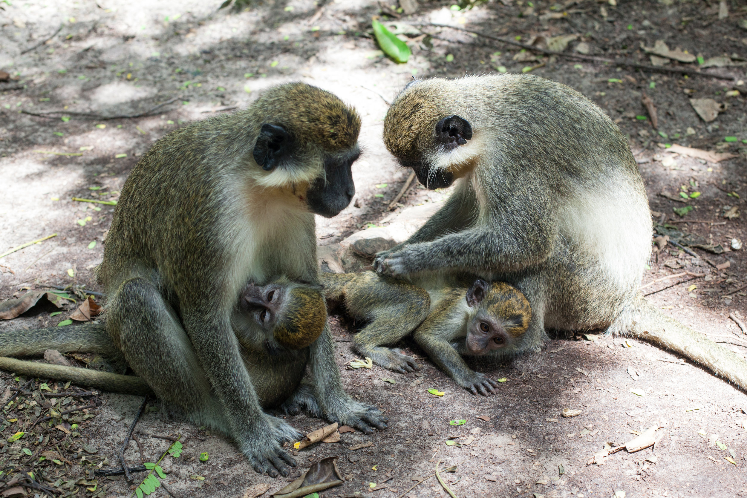 Monkeys at the Bijilo Forest Park, The Gambia