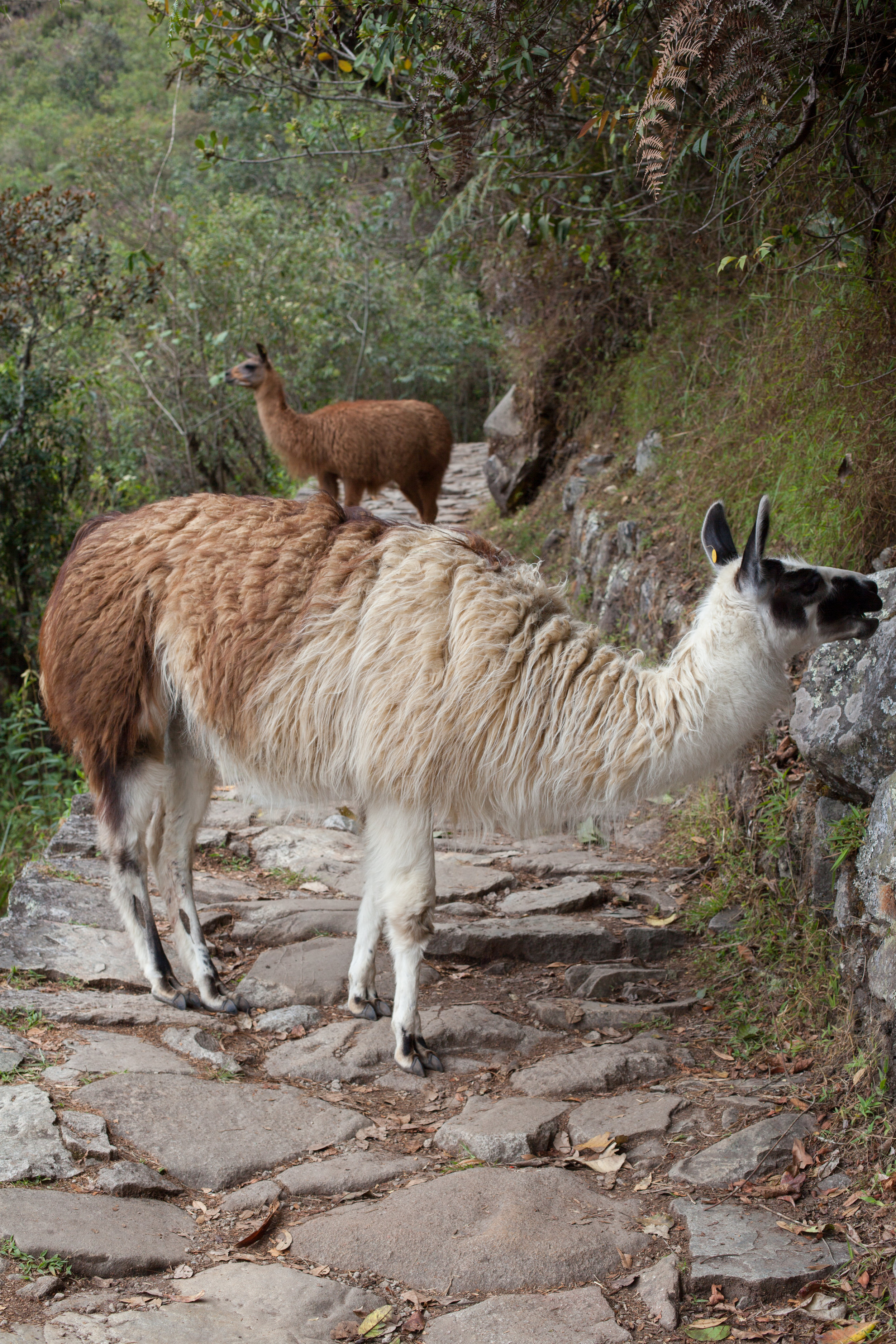 llamama_machu.jpg