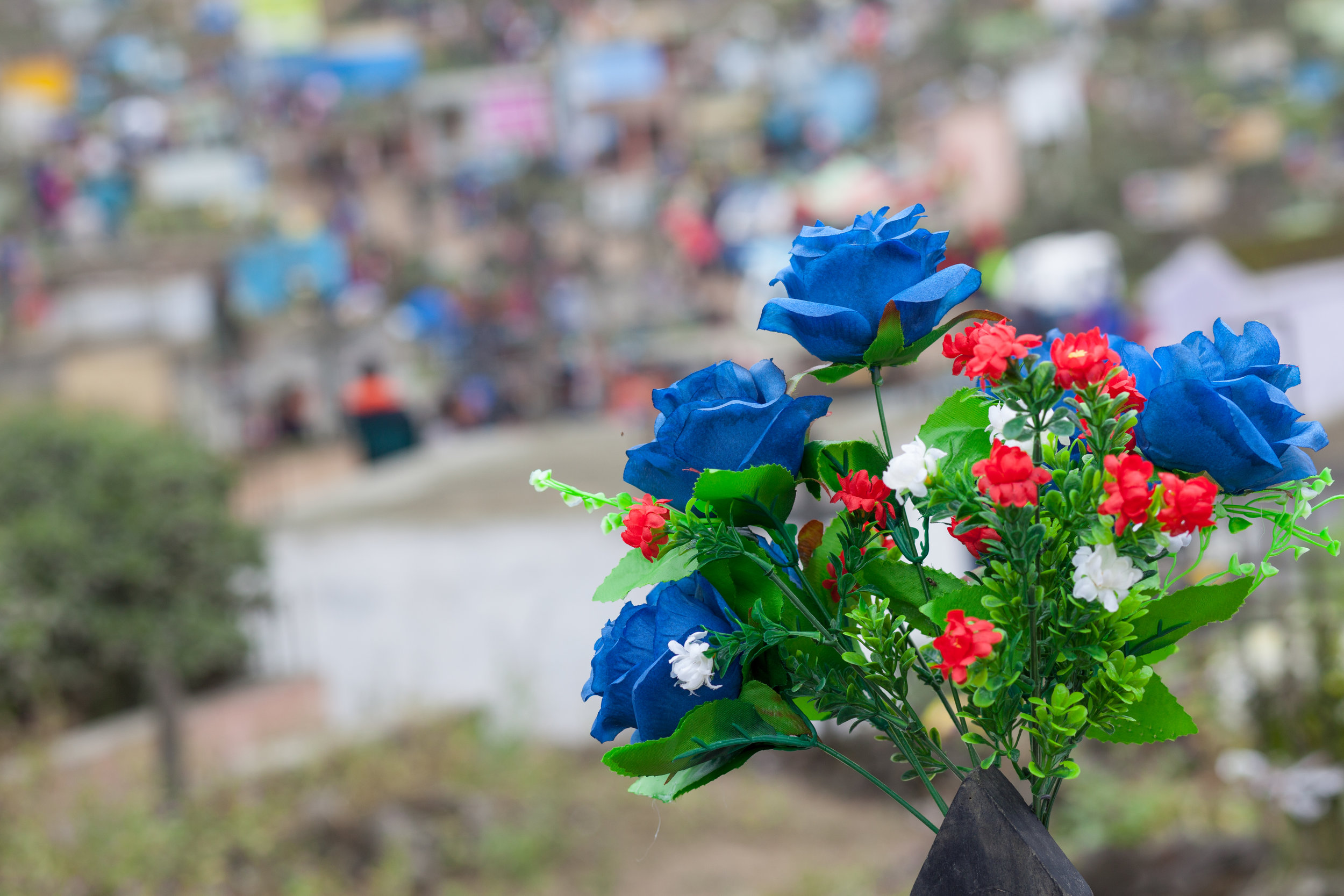 Blue flowers at a large graveyard in South America.