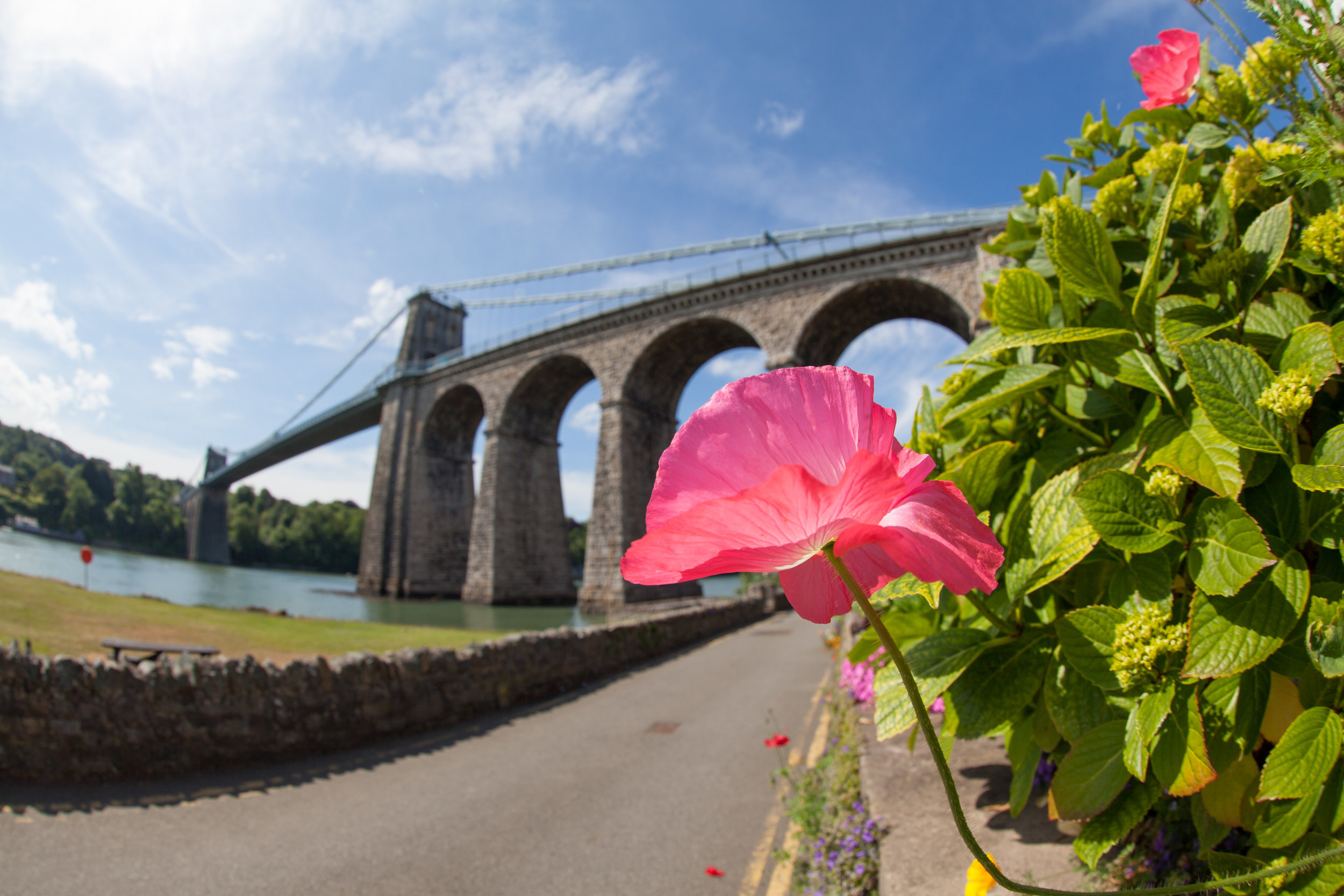 A pink flower in front of Bridge over the Menai Strait, Anglesey, North Wales.