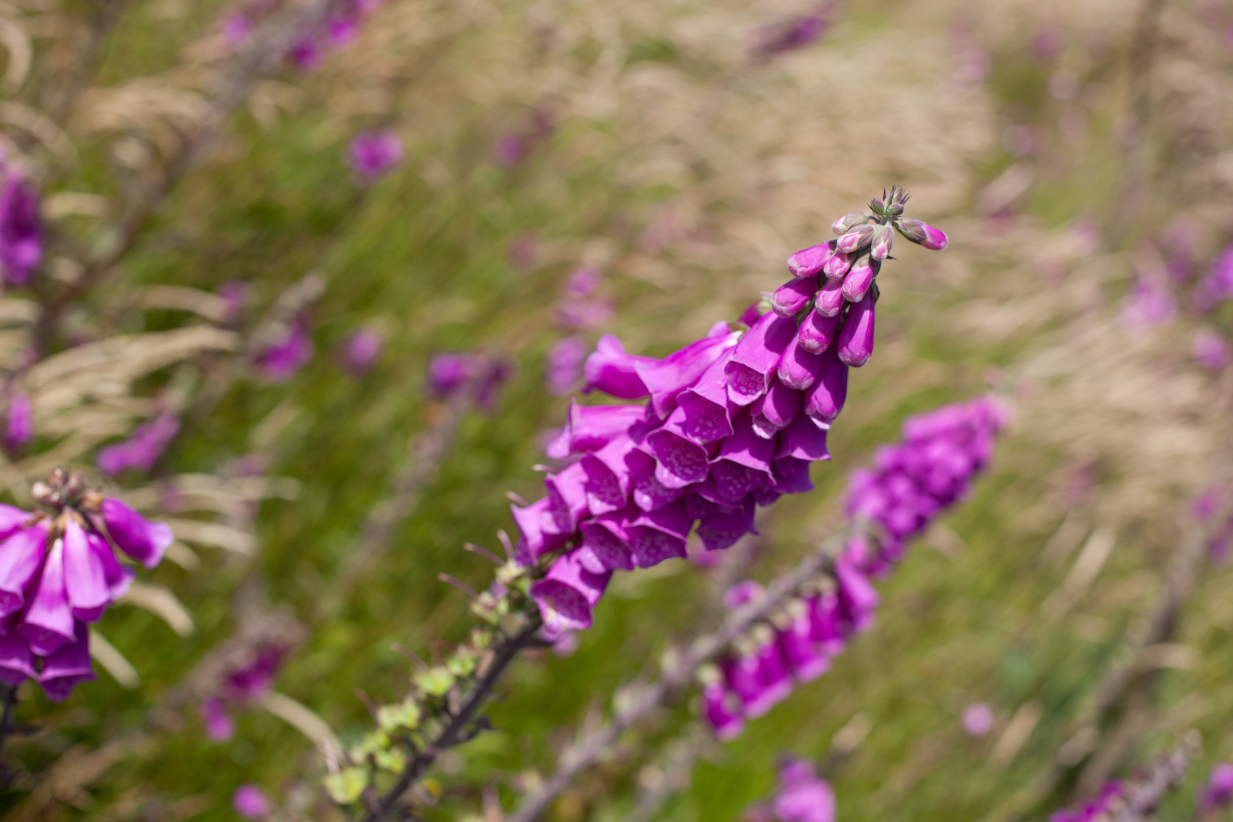 An artful shot of some Foxgloves with beautiful bokeh in North Wales.