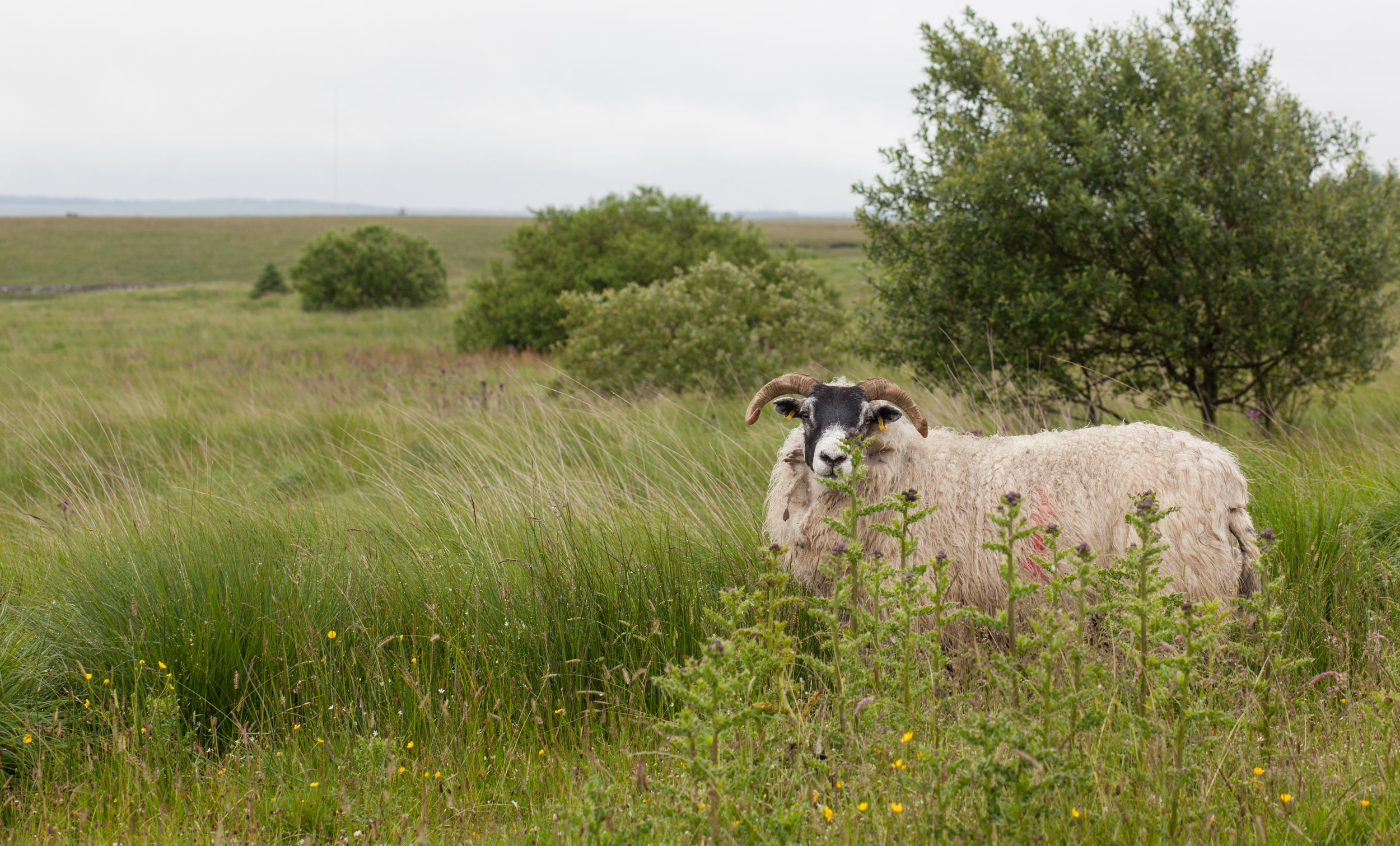 A horned sheep poses for the camera in England.