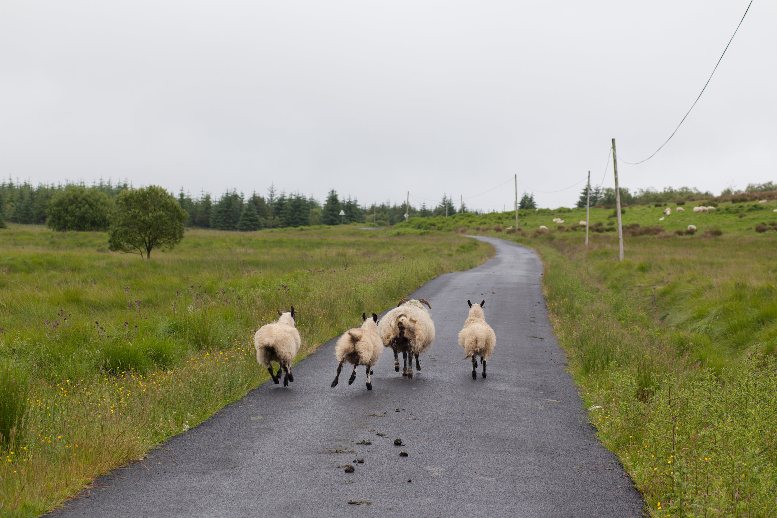 A family of sheep run along a road in Scotland.