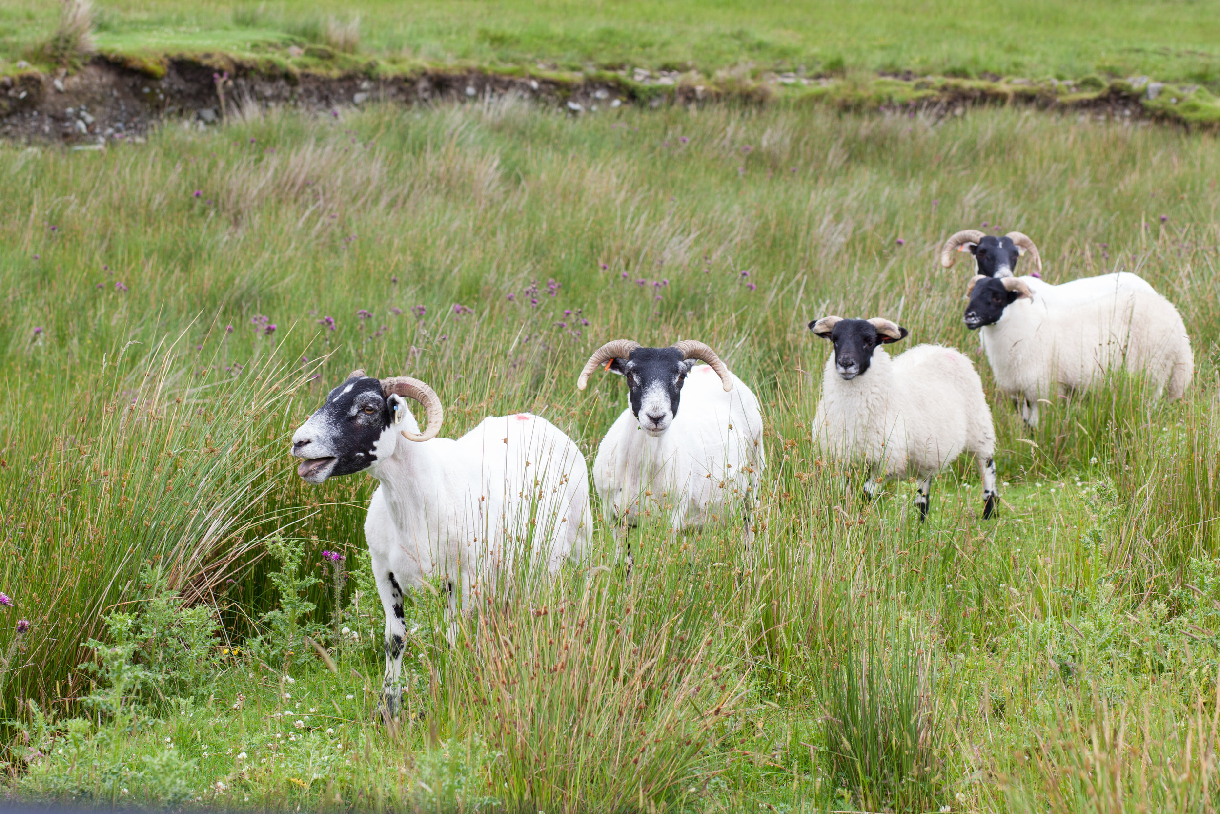 Four sheep in a field in Scotland.