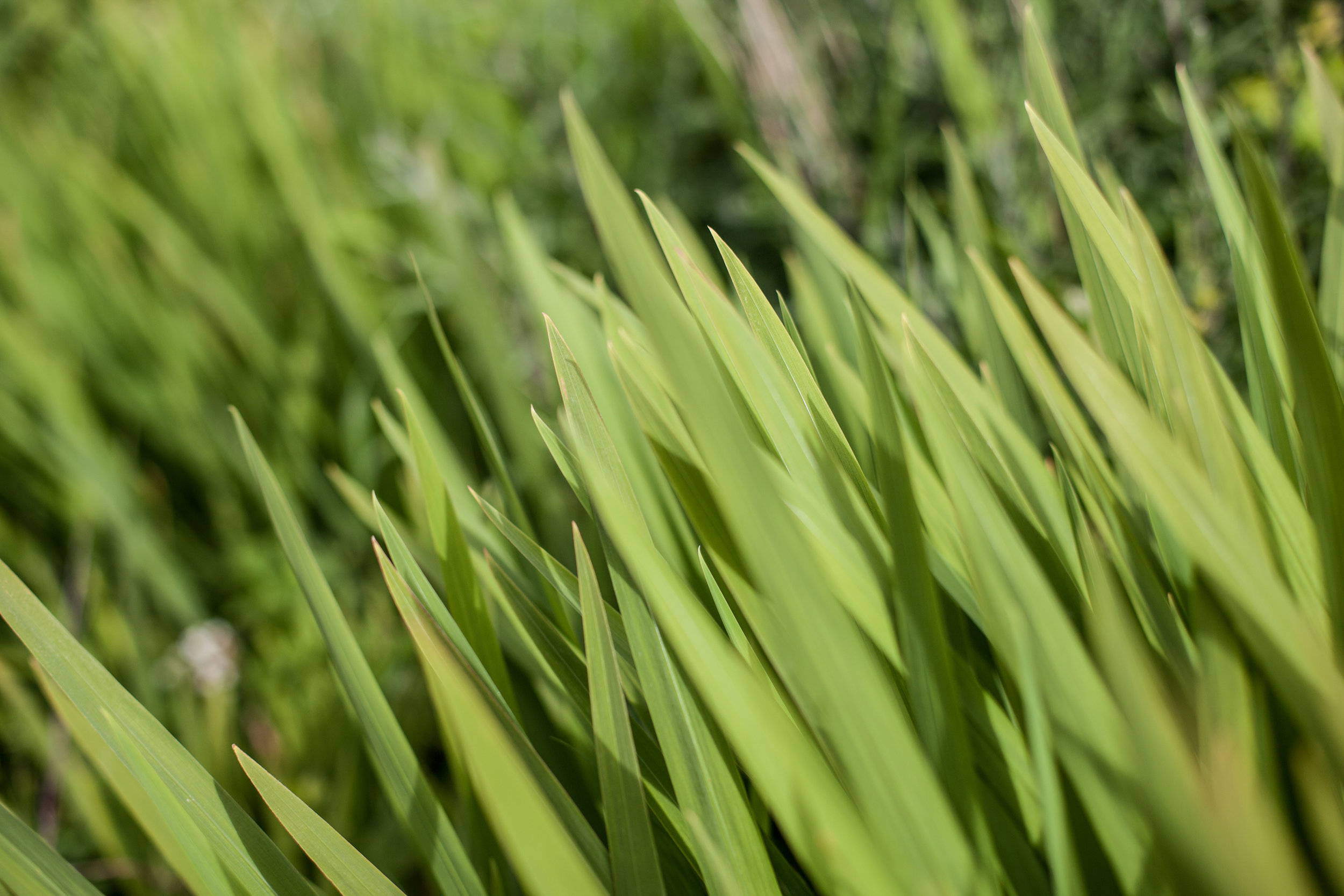 An artistic close up of some grass in Great Britain.