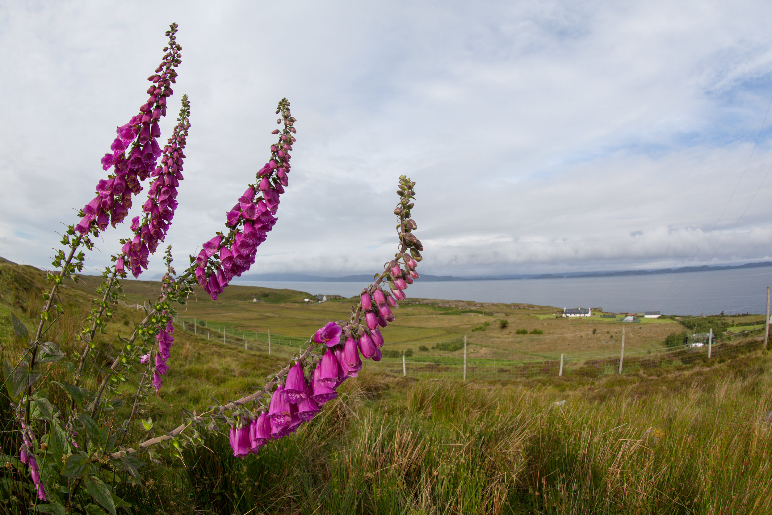 Wild Foxglove flowers.