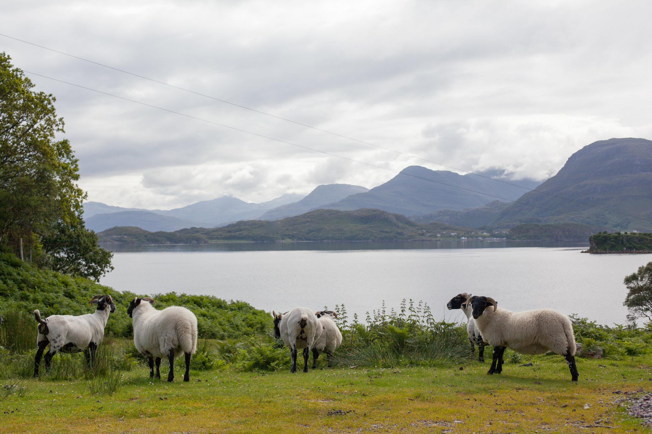 Scottish Wildlife.