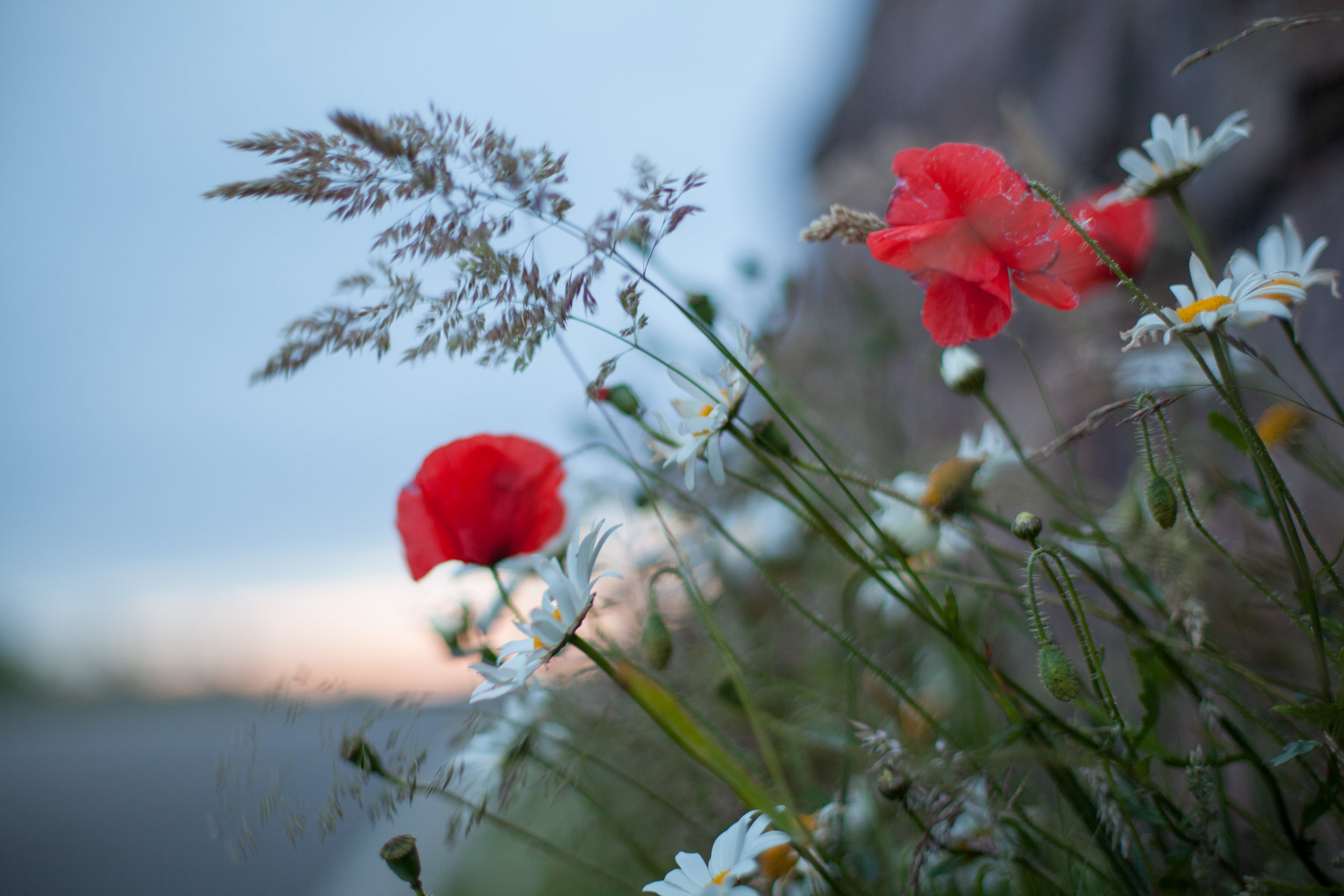 Wild flowers grow on the side of a road.