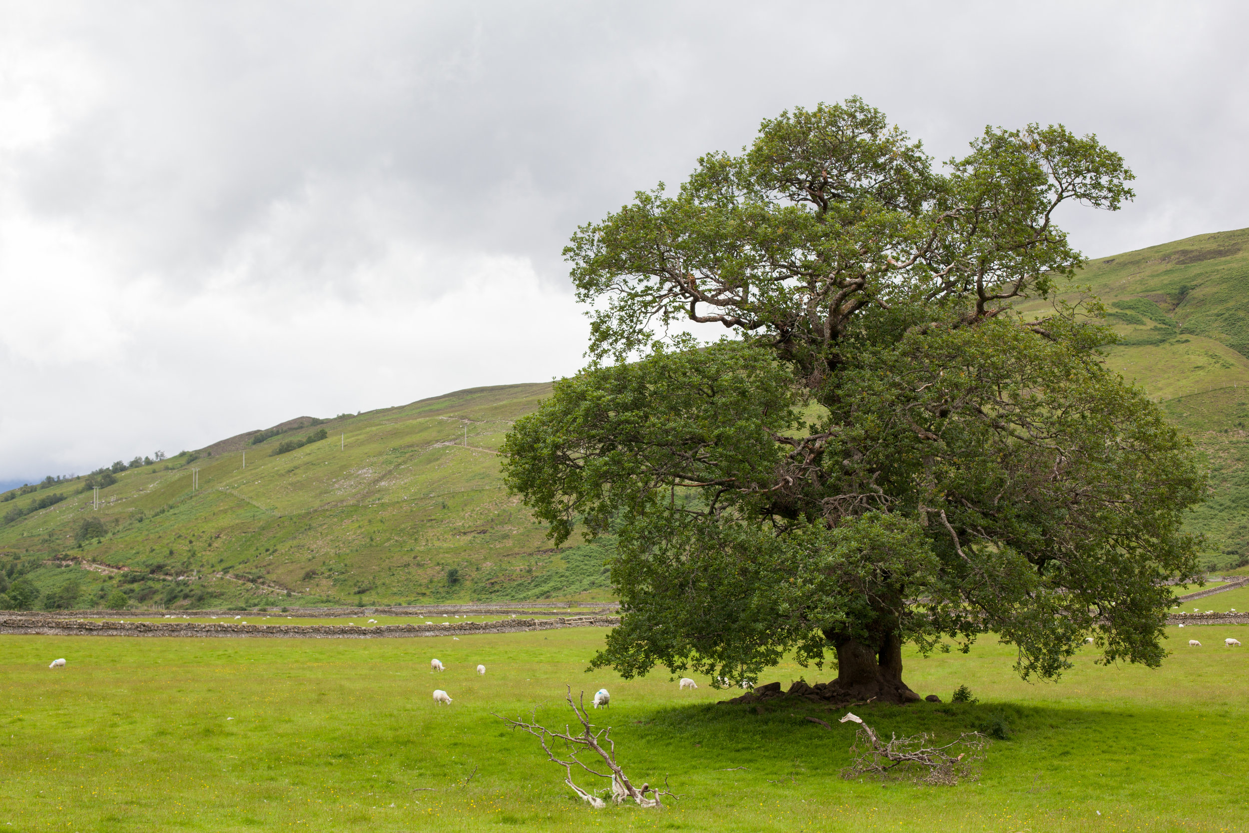 A big tree in a field in the UK.