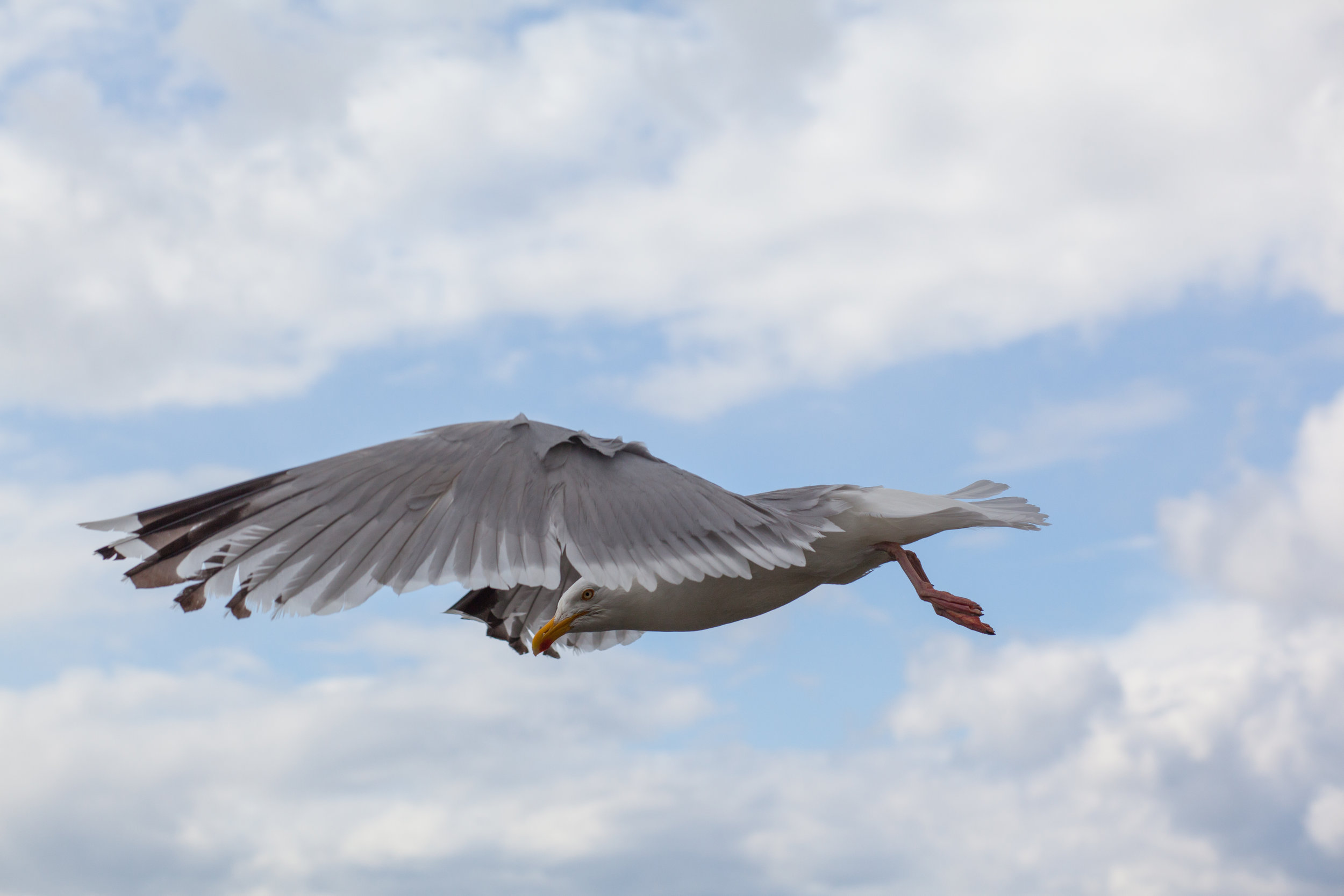 A bird in flight.