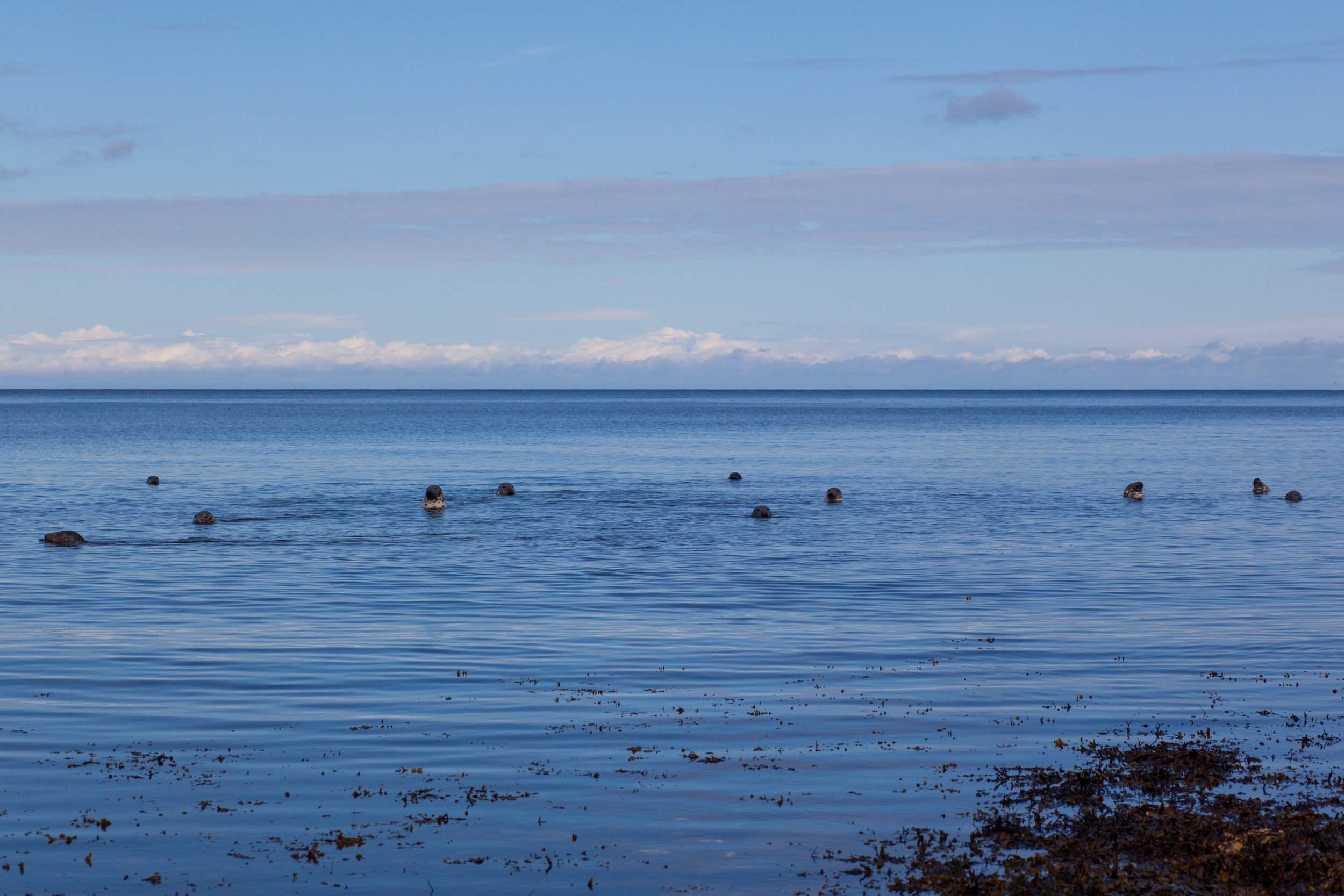 Seals off the coastline of Scotland.