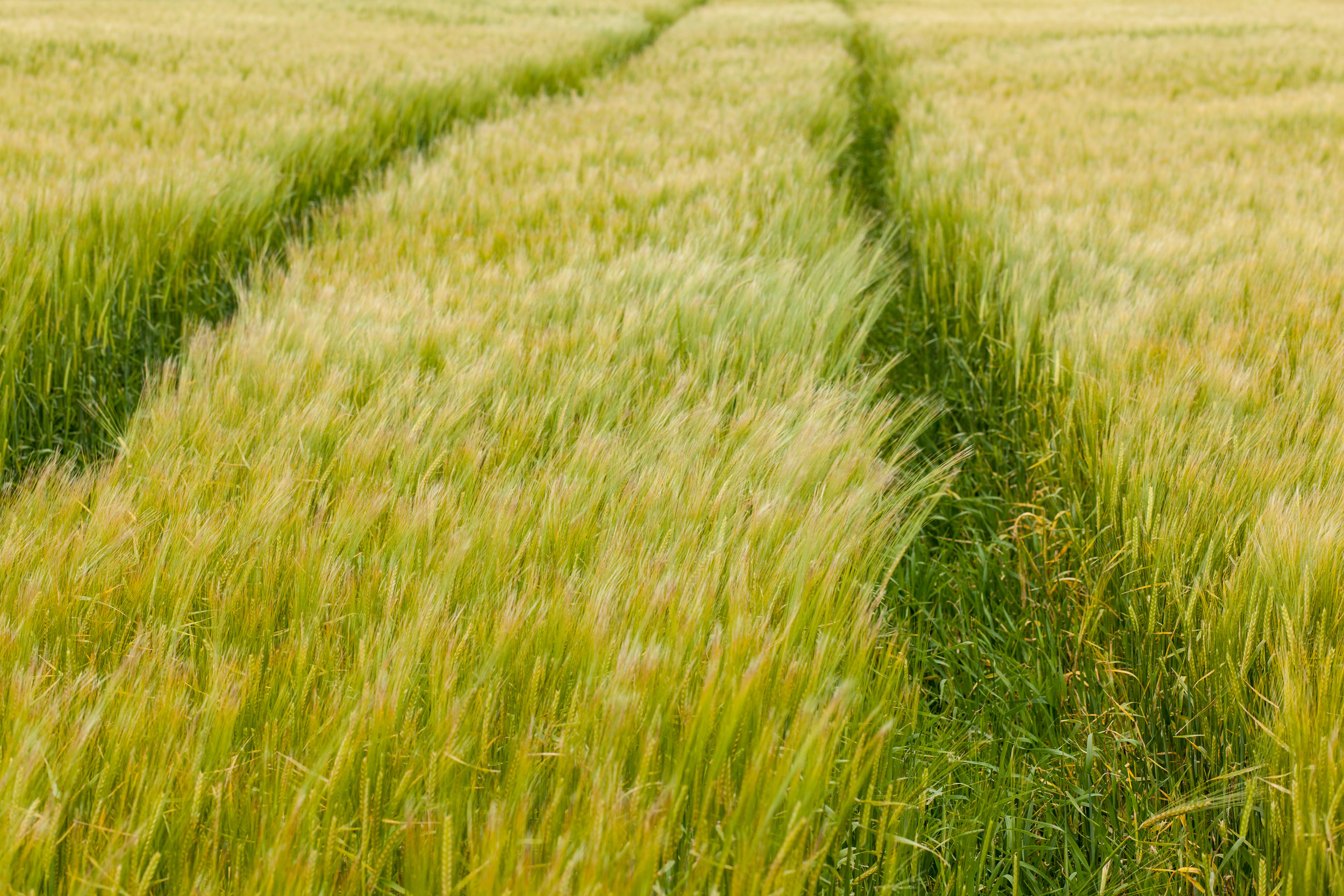 A farmers field in Scotland.