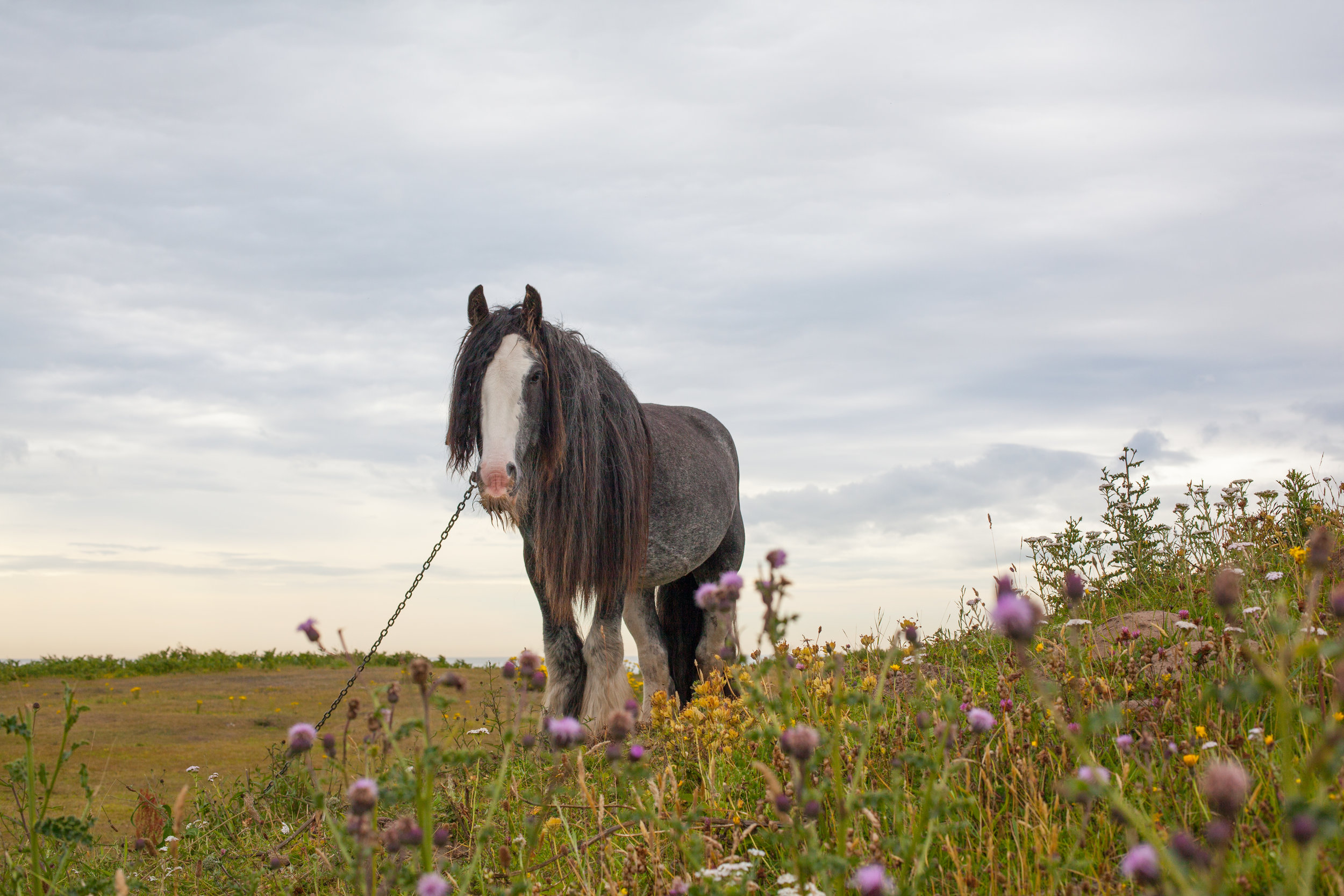 A gypsy horse tethered in a field.