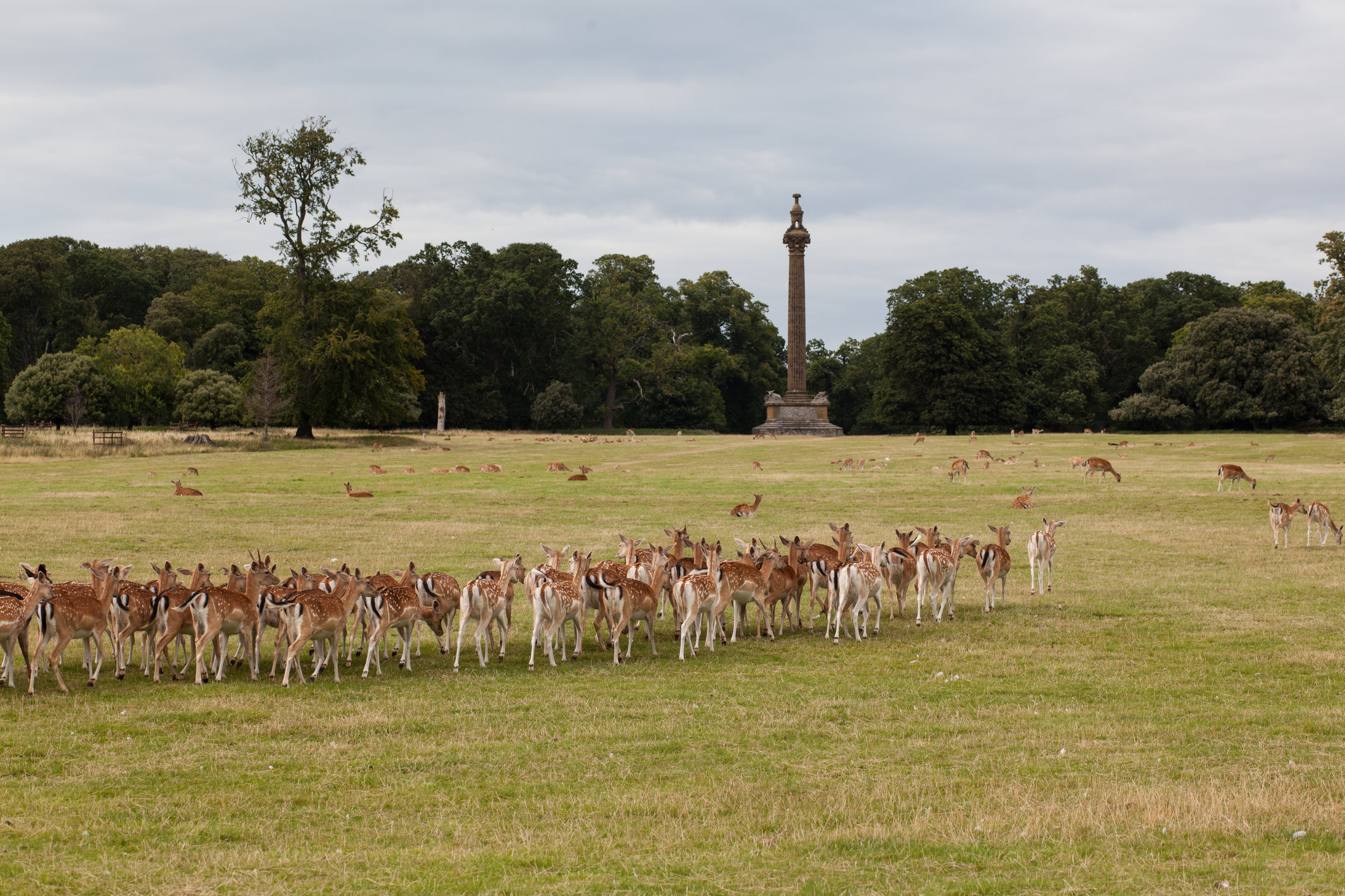 Deer in a field in England.