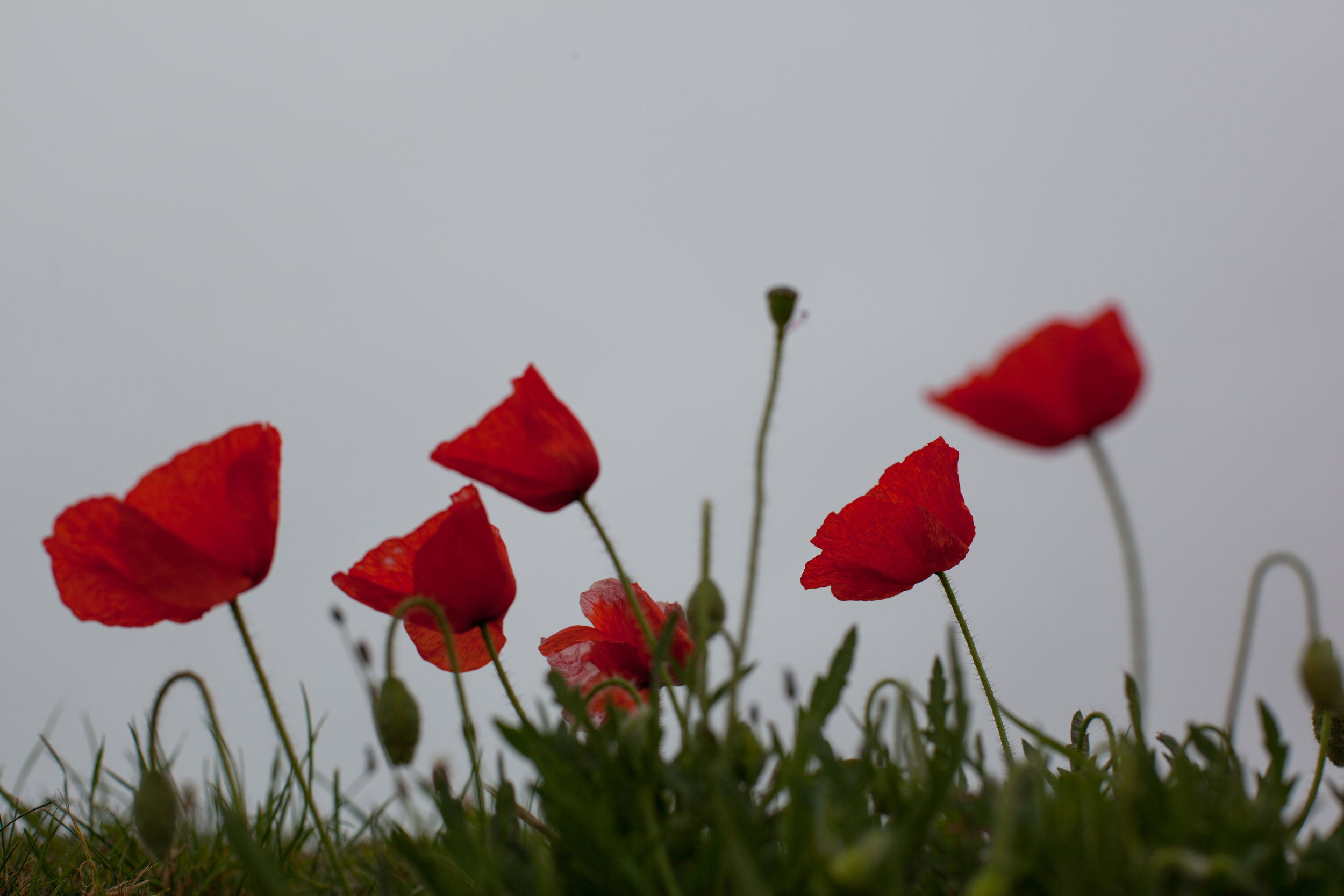 Wild poppies England.