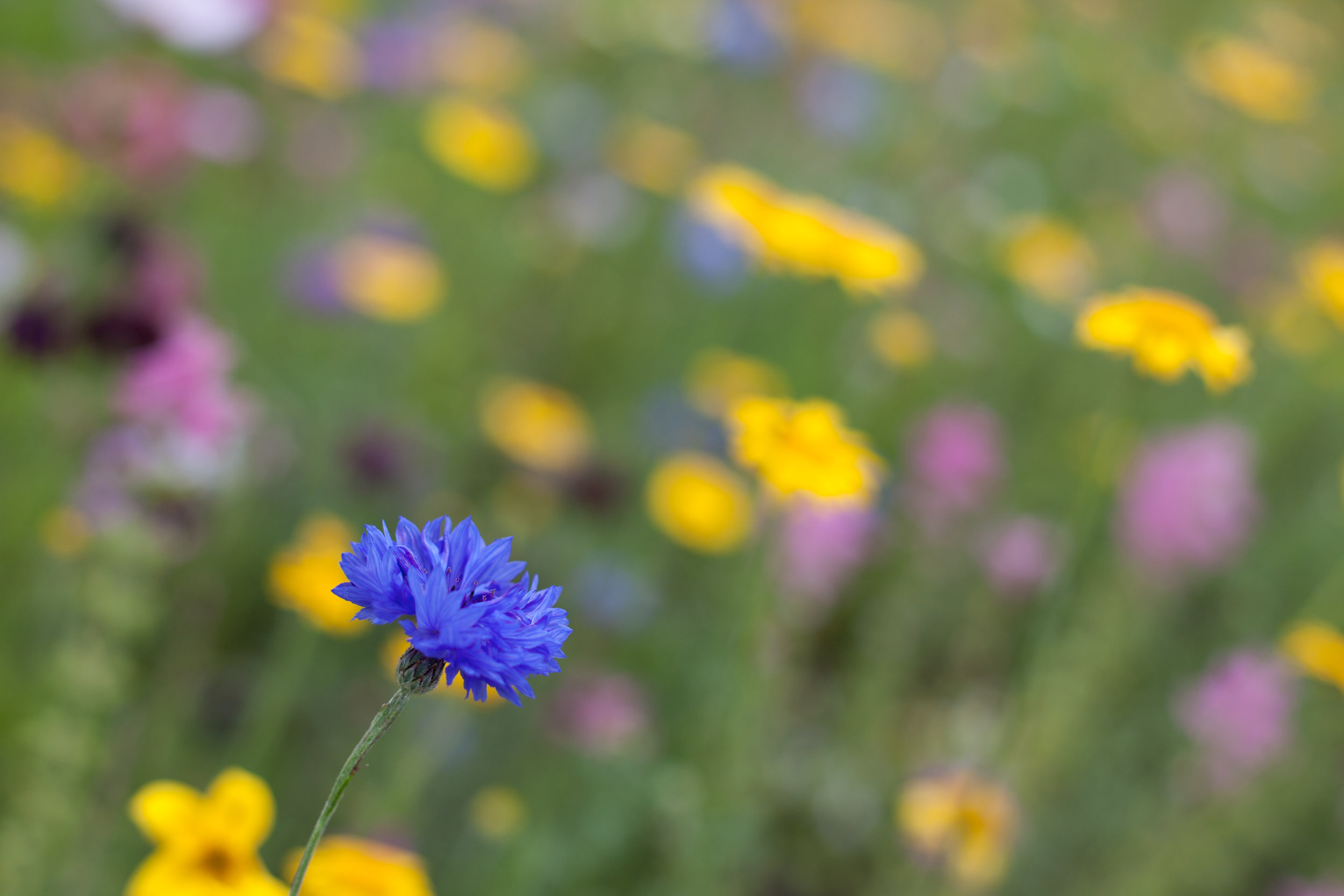 Wild flower photography.