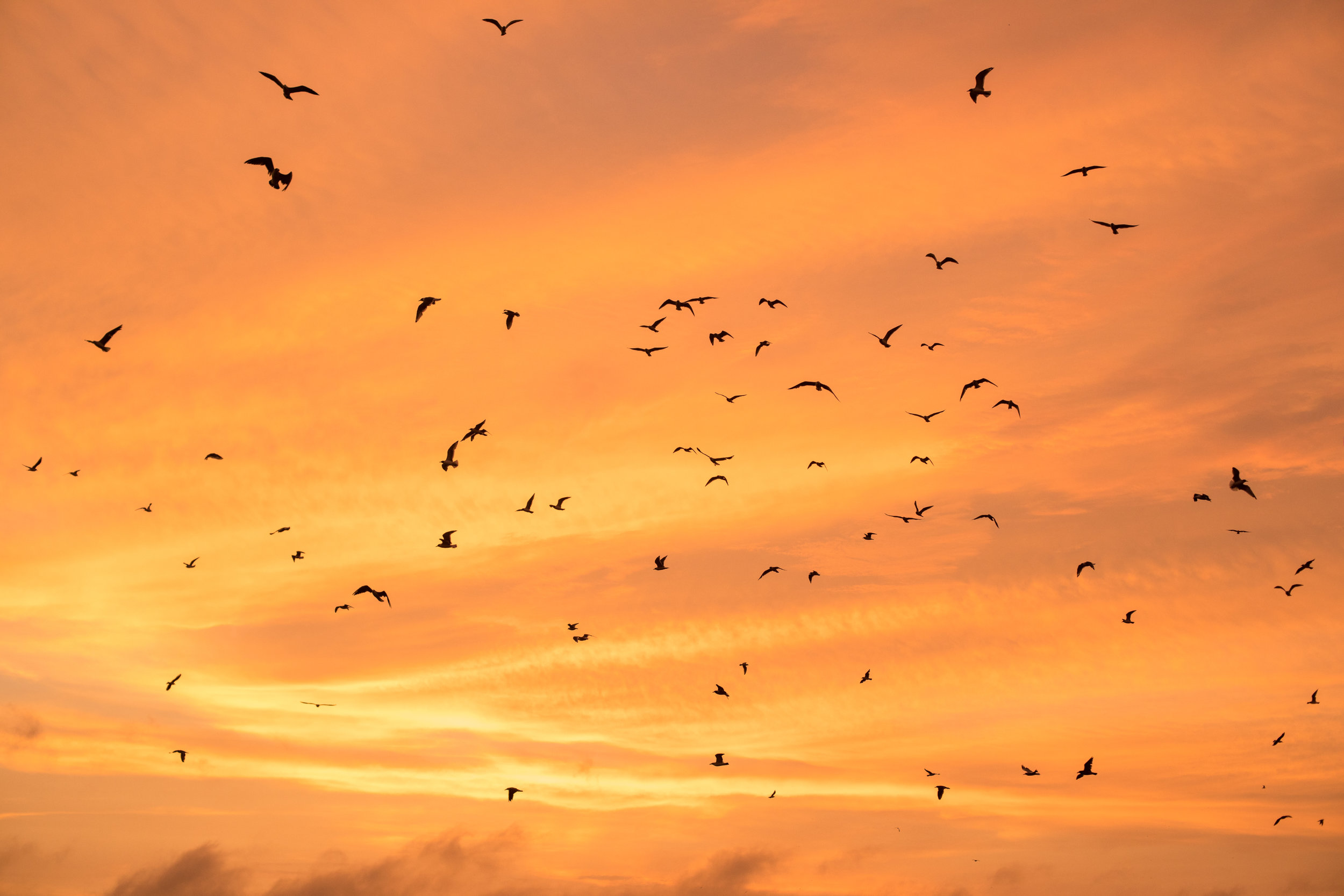 High Flying Bird, birds taking flight at sunset in Chorillos, Peru.