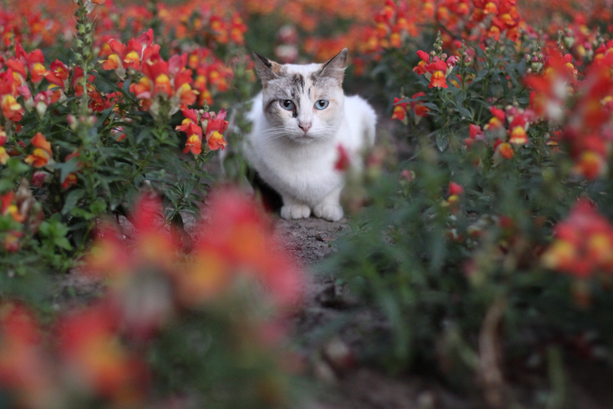 A cat amongst the flowers in Kennedy Park in Miraflores, Lima.