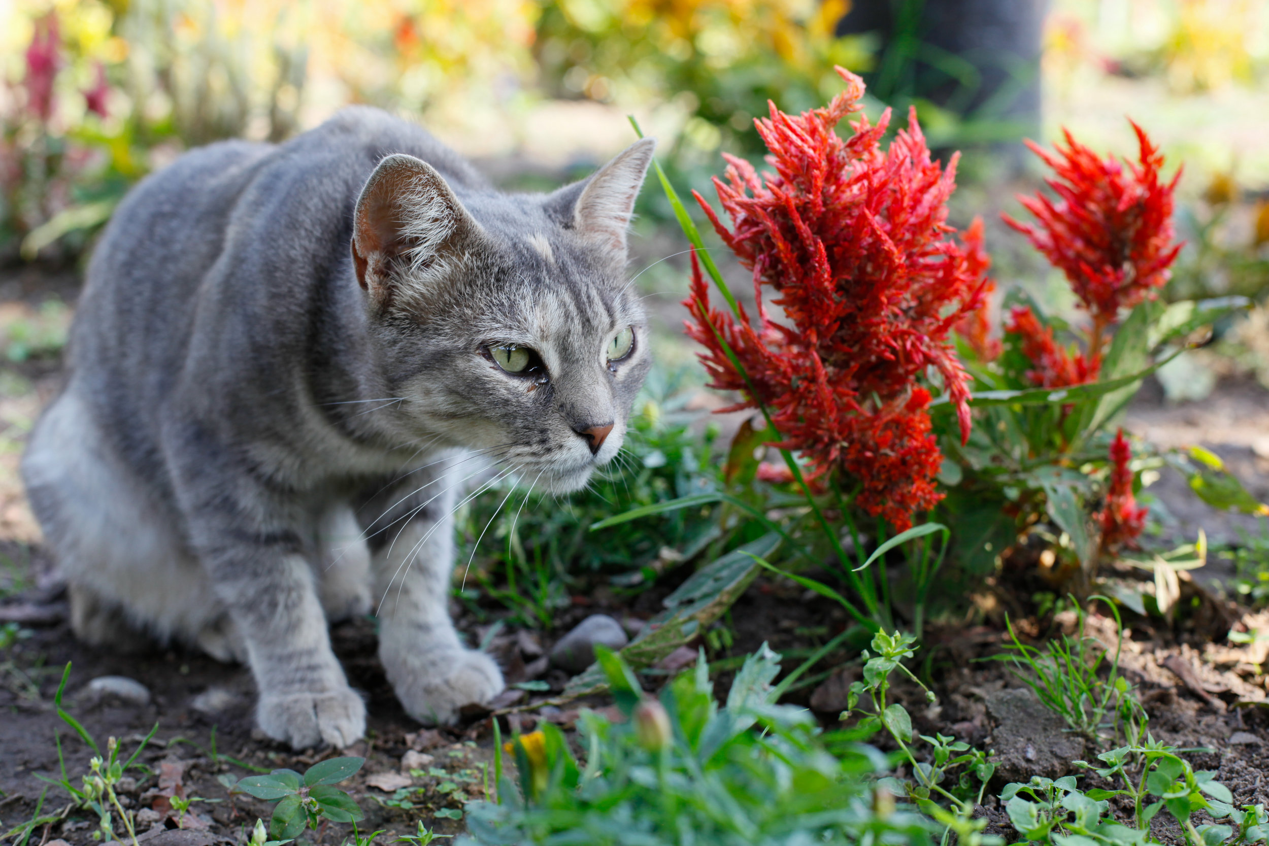 Cats and Flowers in Miraflores.