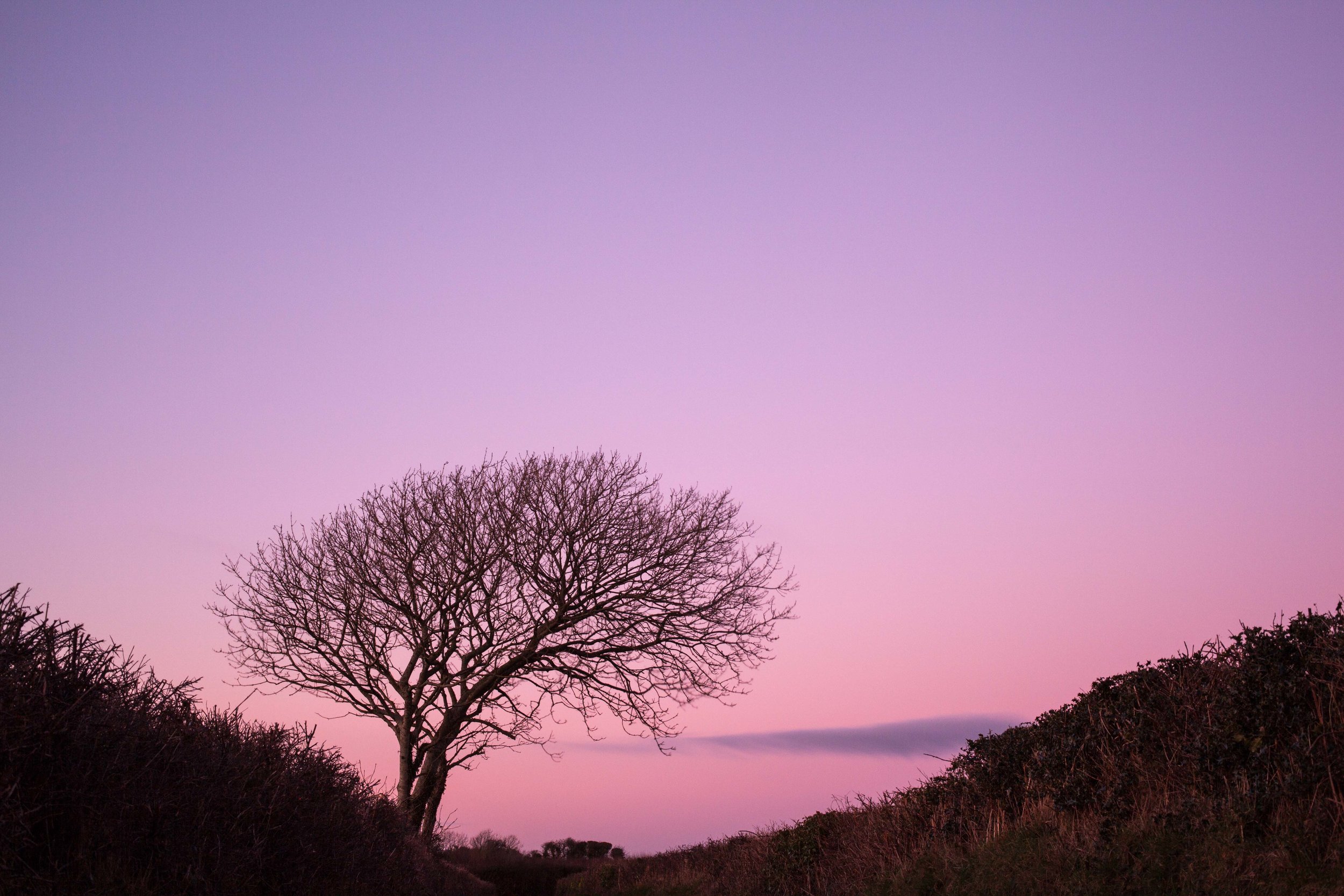 Negative space can be useful in Nature photography.