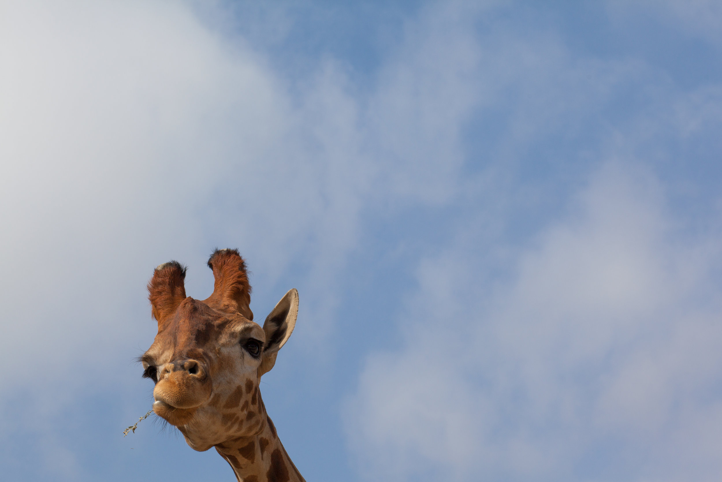 Negative space adds an element of humour to this photo of a giraffe.