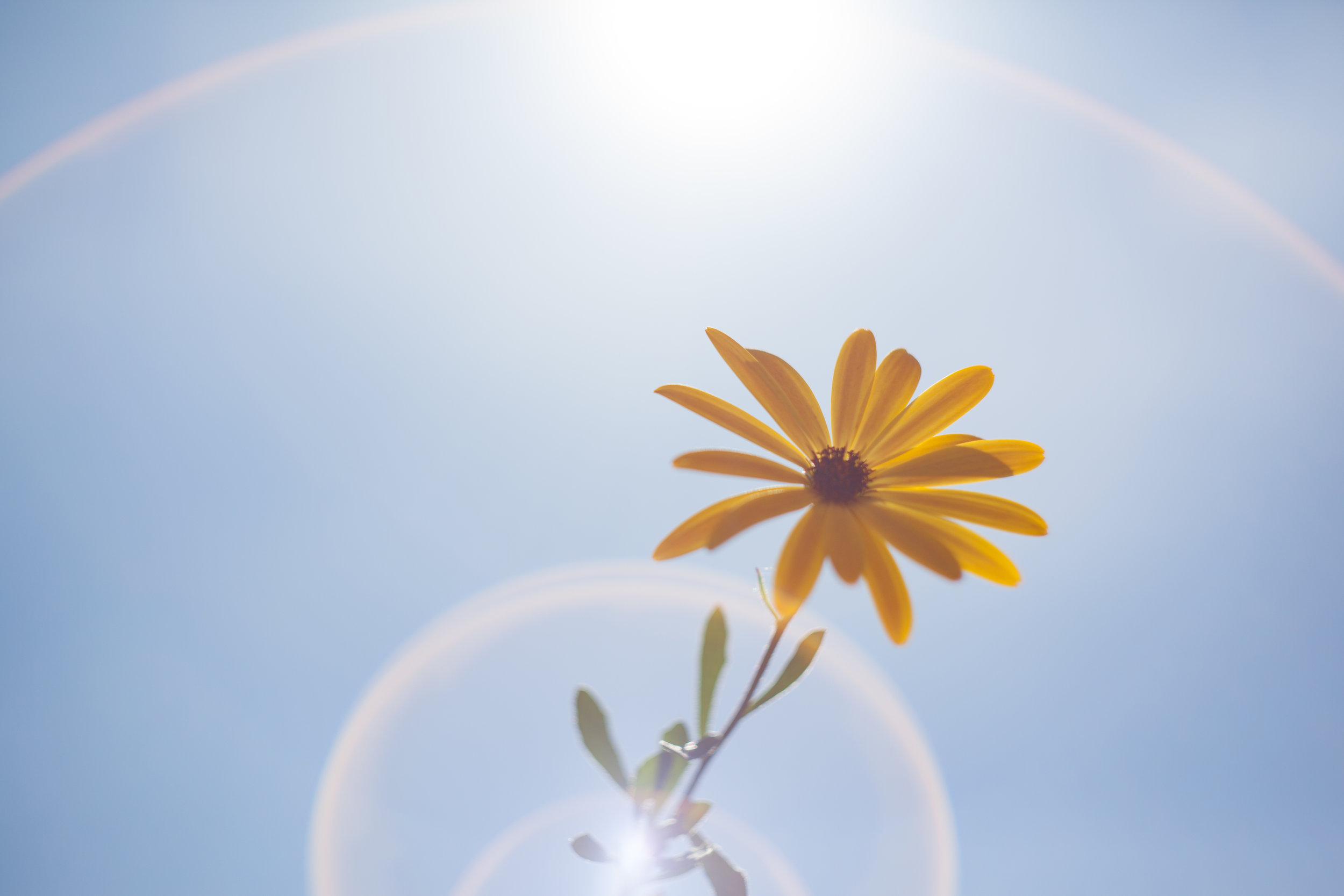 Negative space and flare add elements to the composition of this flower in the summer.