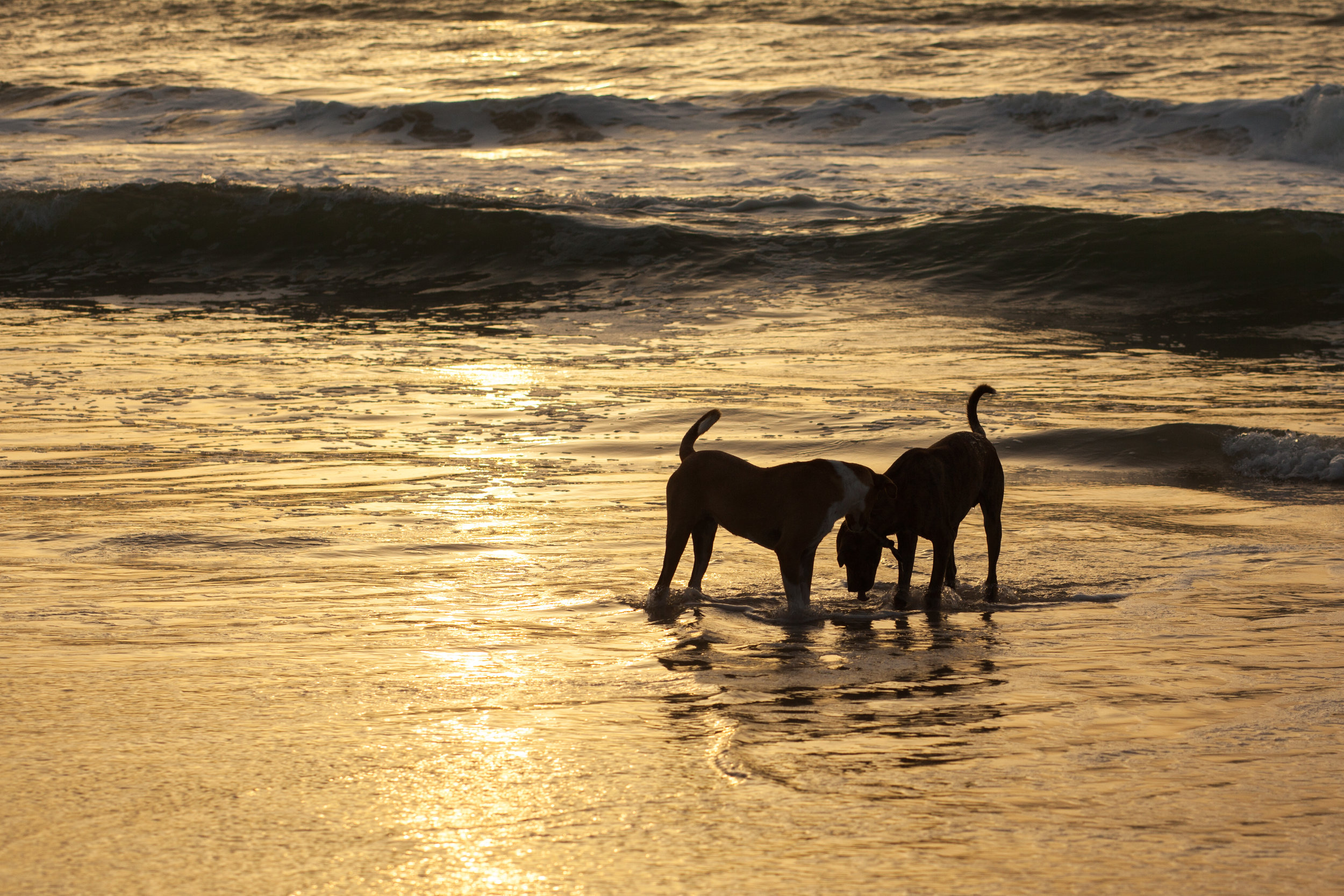 Two dogs playing in the ocean at sunset in Lompoul in Senegal.