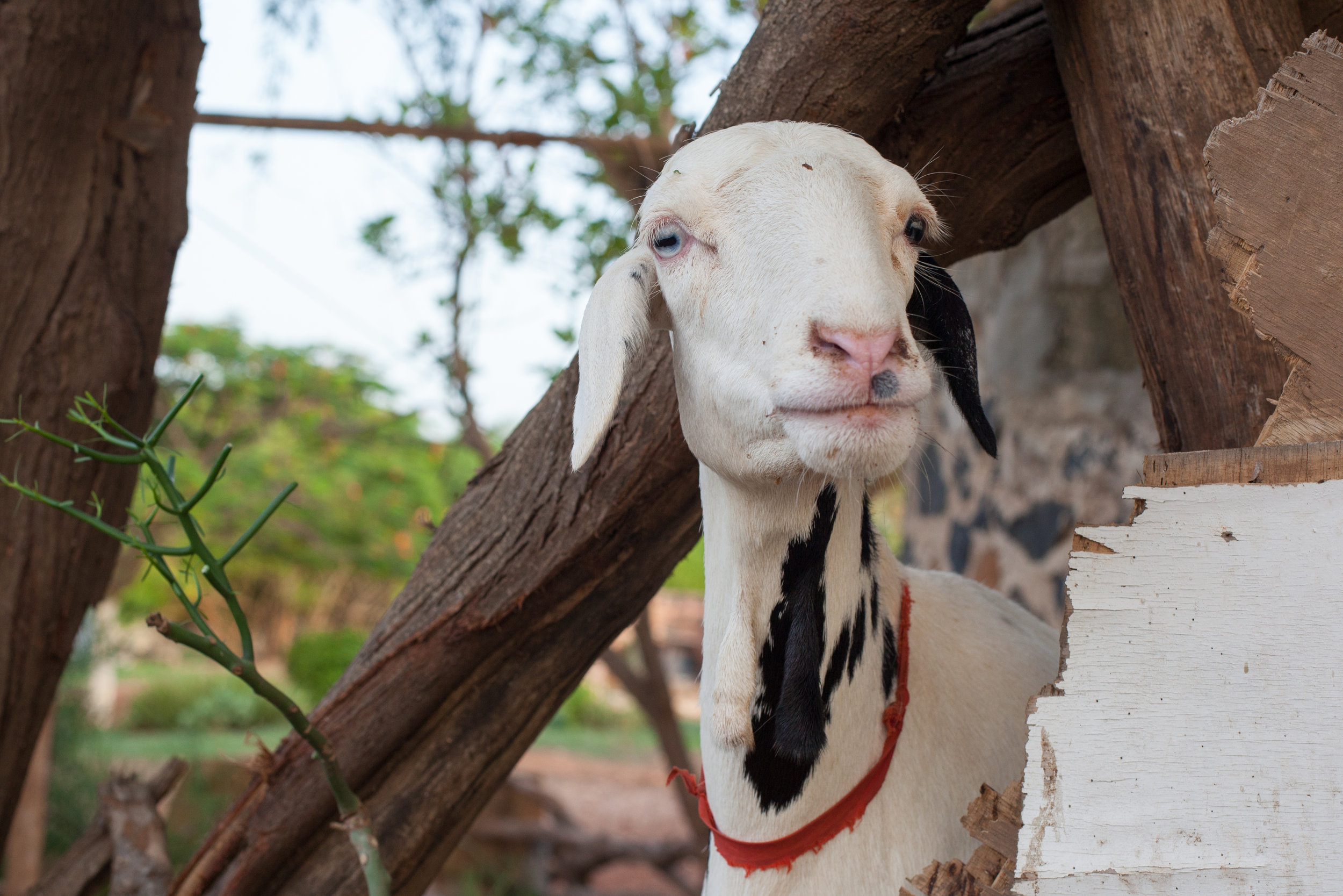 A sheep waits his fate before the Tabaski festival on the Island of Gorée, Dakar, Senegal.